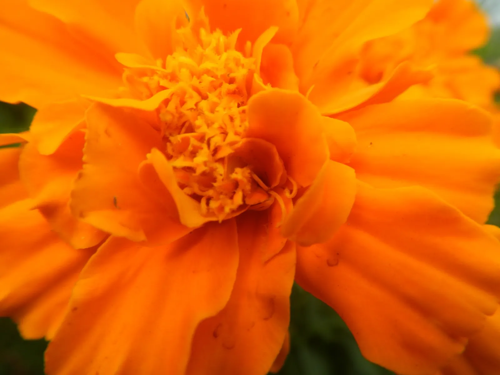 French Marigold (Tagetes Patula) — annual with orange blooms; french Marigolds are known for their ability to deter certain pests and nematodes in, image 71
