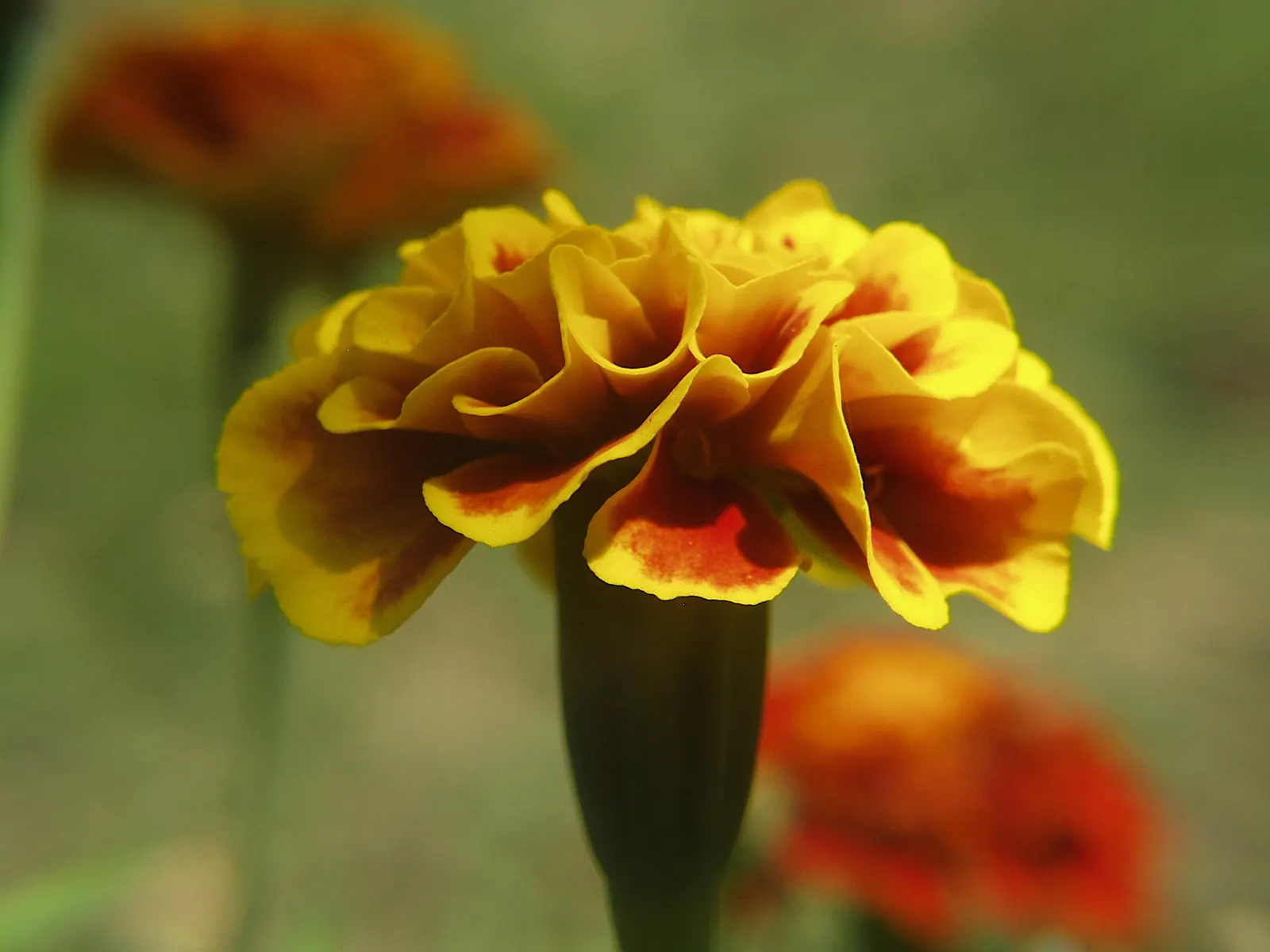 French Marigold (Tagetes Patula) — making them a low-maintenance option for a variety of landscape settings.<br><br>When instructing clients; often, image 67