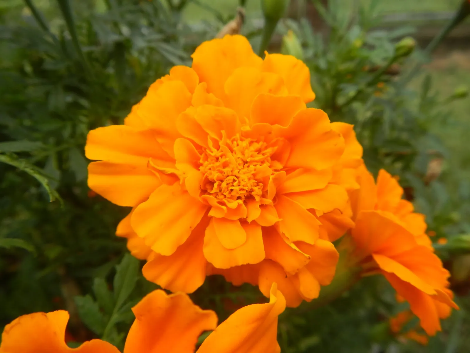 French Marigold (Tagetes Patula) — making them an excellent companion plant for vegetables and other ornamentals; scientifically known as Tagetes patula