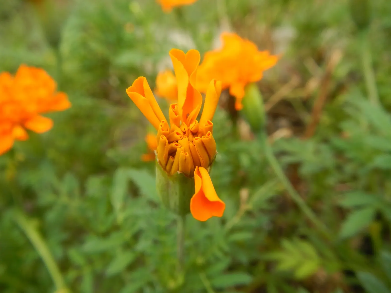 French Marigold (Tagetes Patula) — making them an excellent companion plant for vegetables and other ornamentals; scientifically known as Tagetes, image 63