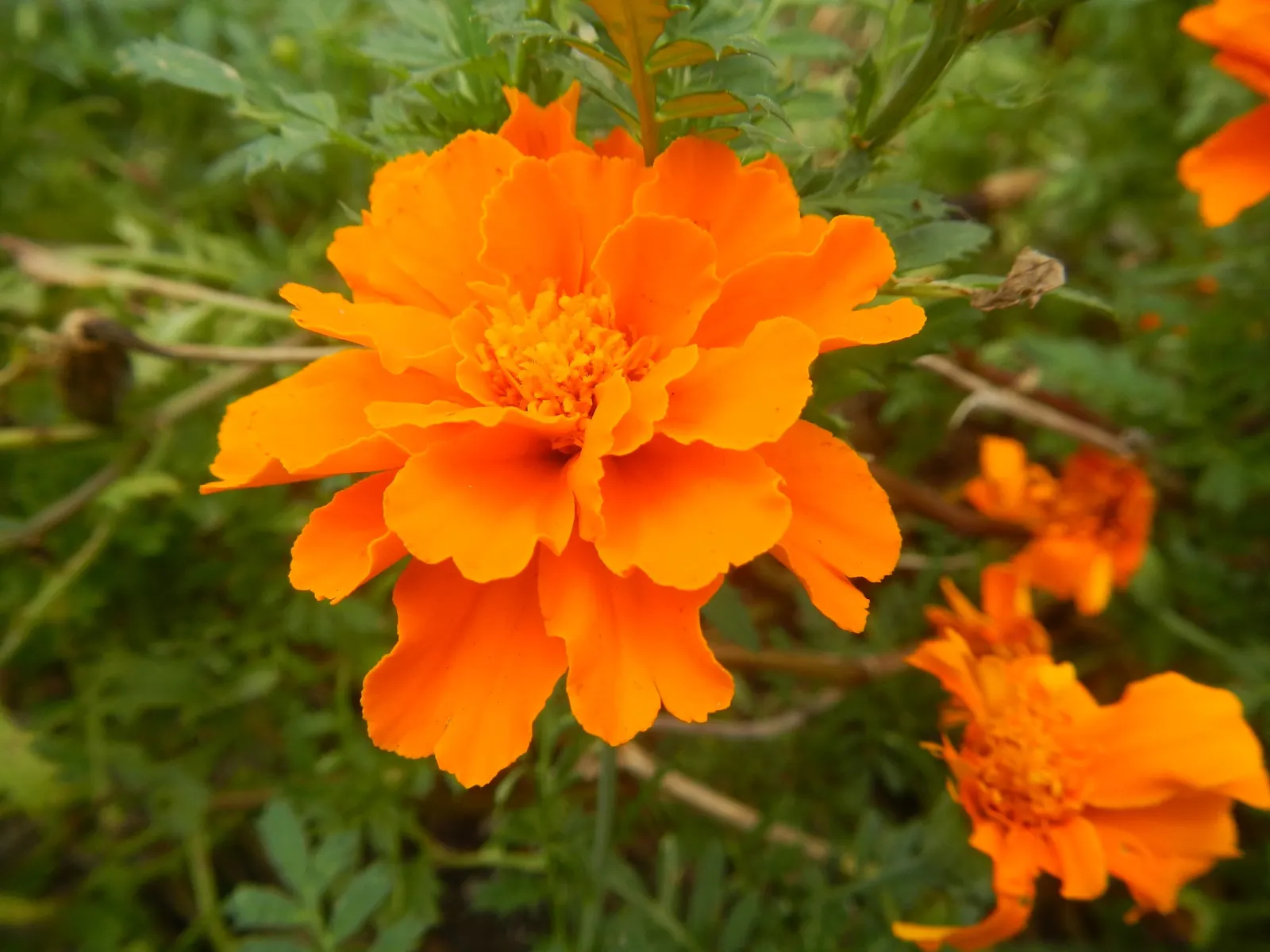 French Marigold (Tagetes Patula) — annual for full or half