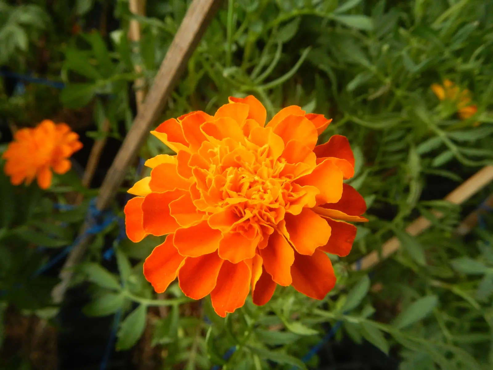 French Marigold (Tagetes Patula) — Hardy in most soils, it thrives in full sun, with adequate moisture; french Marigold (Tagetes patula) is a vibrant annual