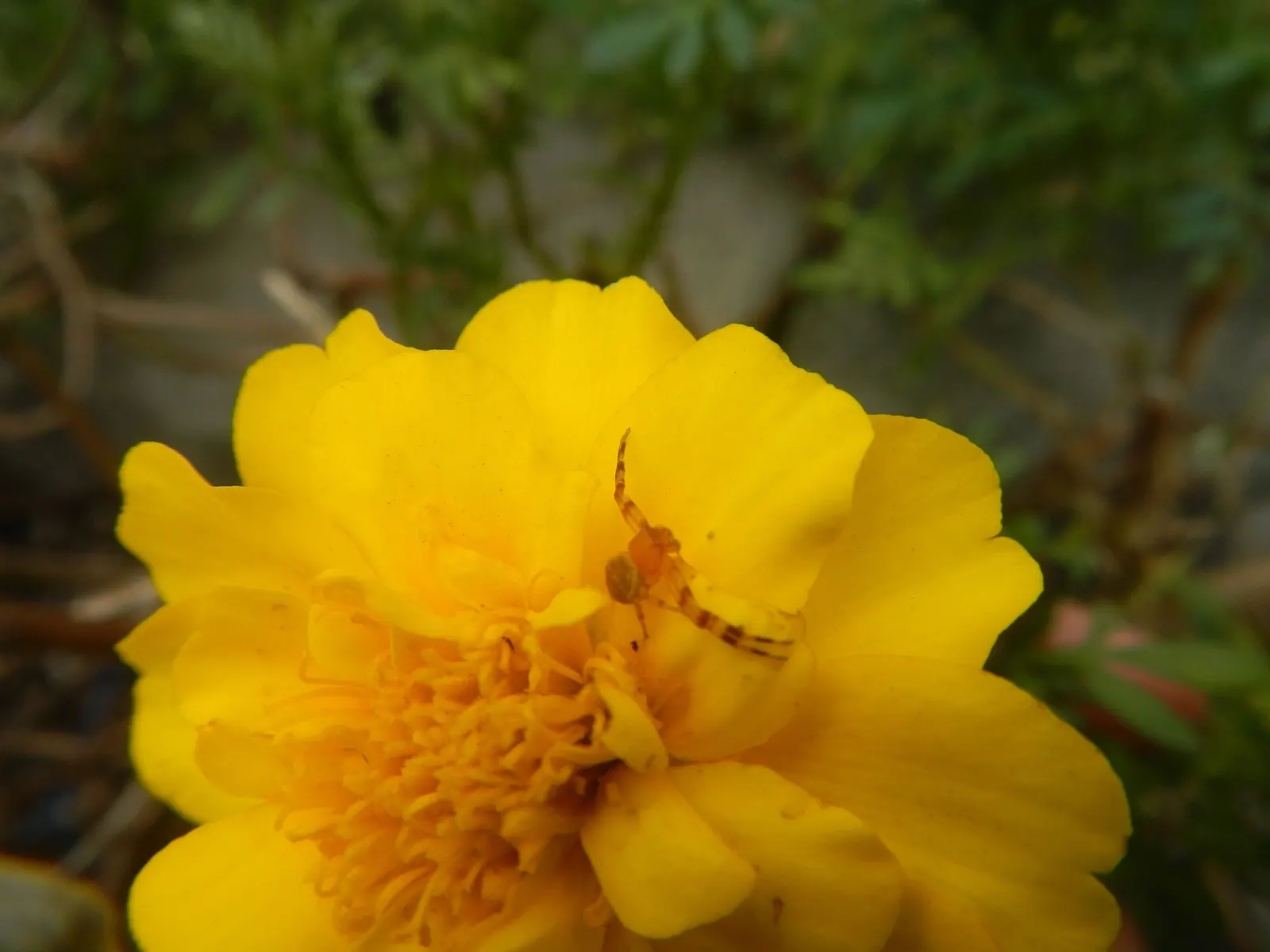 French Marigold (Tagetes Patula) — Hardy in most soils, it thrives in full sun, with adequate moisture; french Marigold (Tagetes patula) is a, image 76