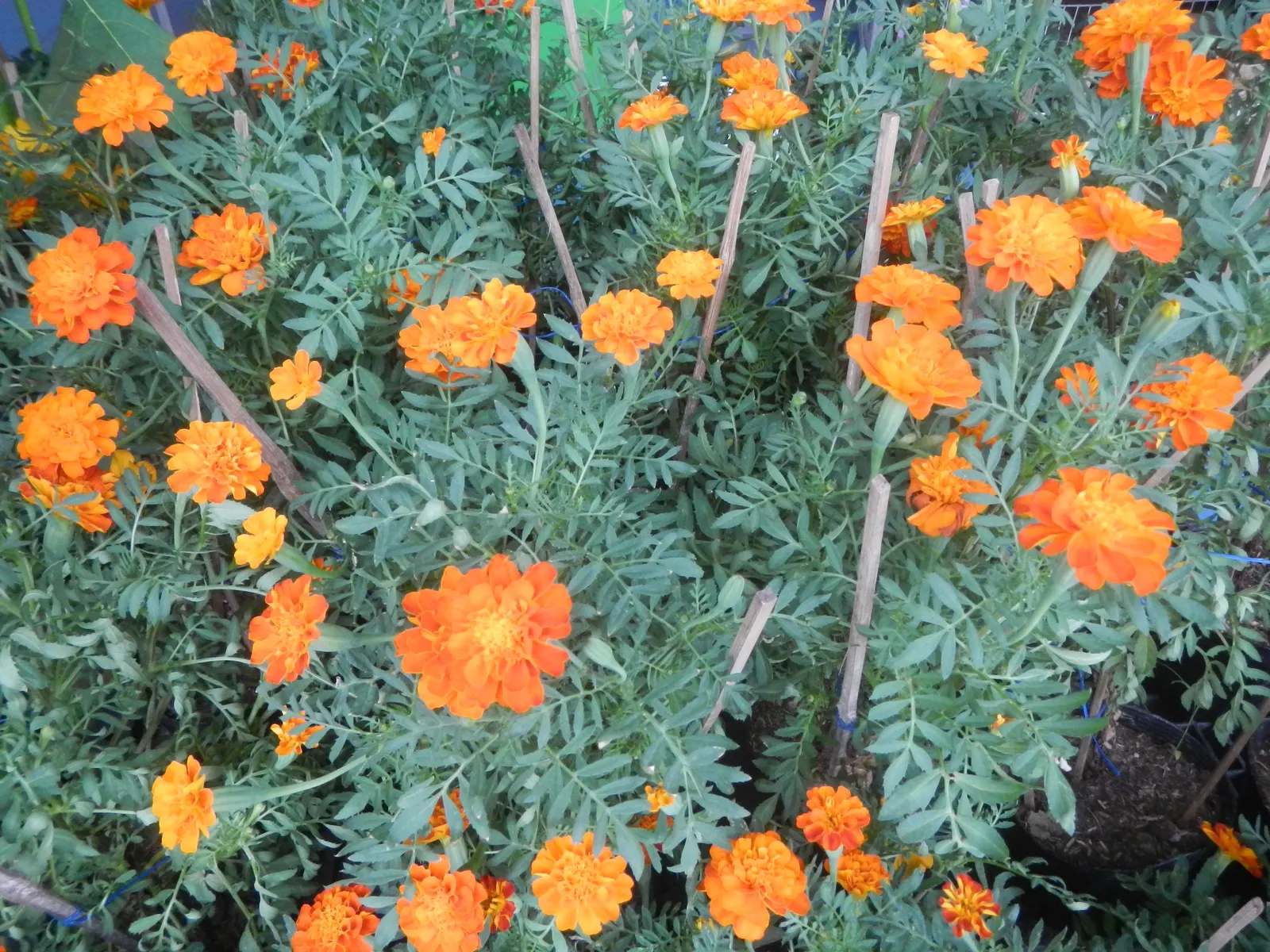 French Marigold (Tagetes Patula) — French Marigold (Tagetes patula) is a vibrant annual prized for its profuse flowering and easy care; hardy in, image 97