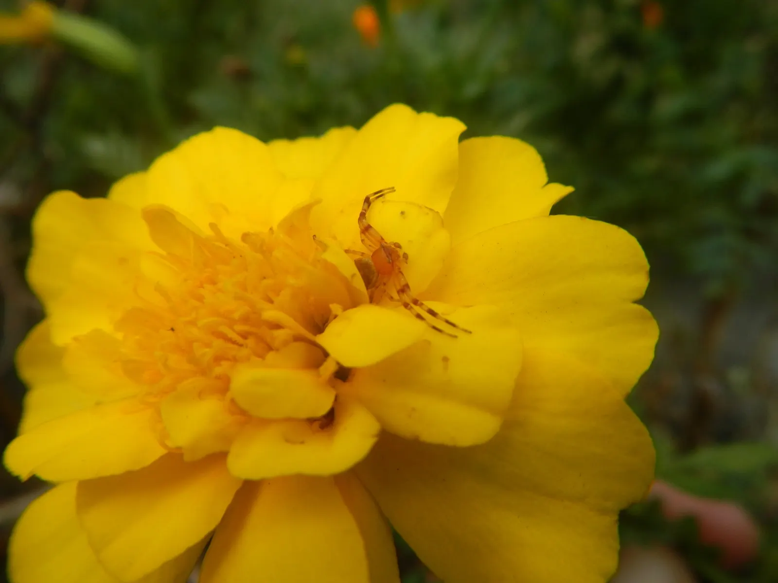 French Marigold (Tagetes Patula) — emphasize that deadheading spent flowers can encourage more robust blooming throughout the season; with moderate, image 92