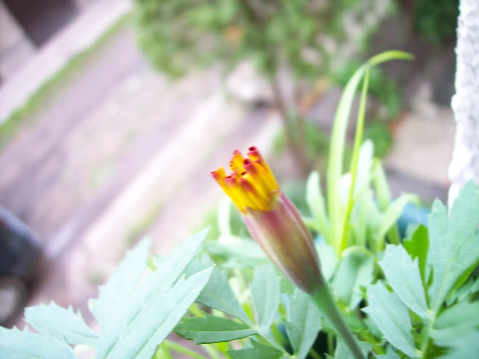 French Marigold (Tagetes Patula) — French Marigold (Tagetes patula) is a vibrant annual prized for its profuse flowering and easy care; hardy in, image 49