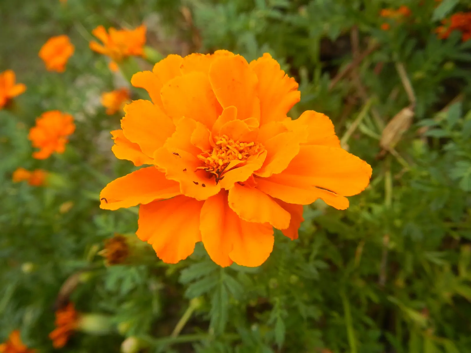 French Marigold (Tagetes Patula) — pinnate leaves measuring up to 3 inches long; adding a sustained pop of color to garden borders, image 105