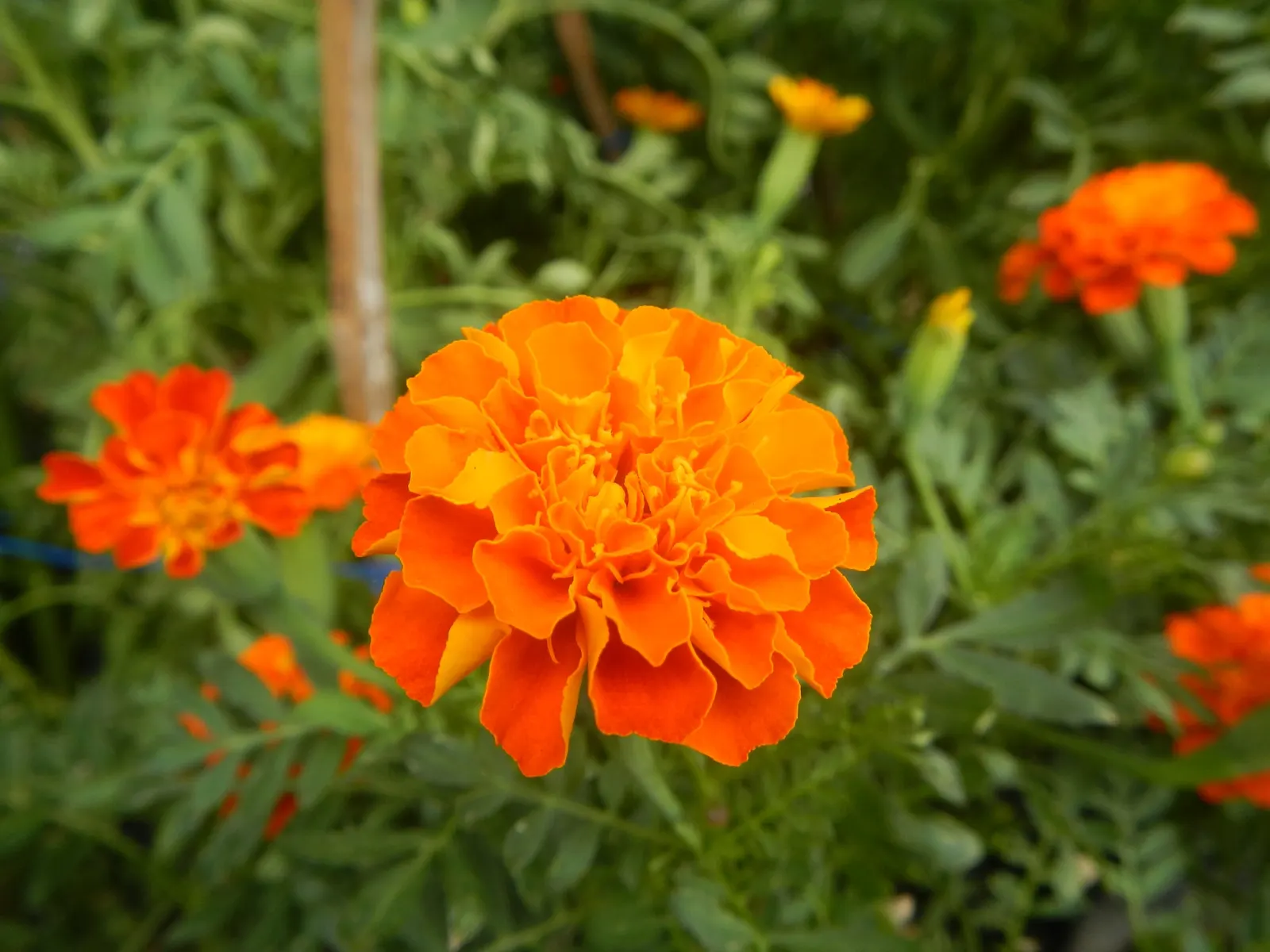 French Marigold (Tagetes Patula) — or as a vibrant edging plant; they require full sun to thrive and prefer well-drained soil, image 85