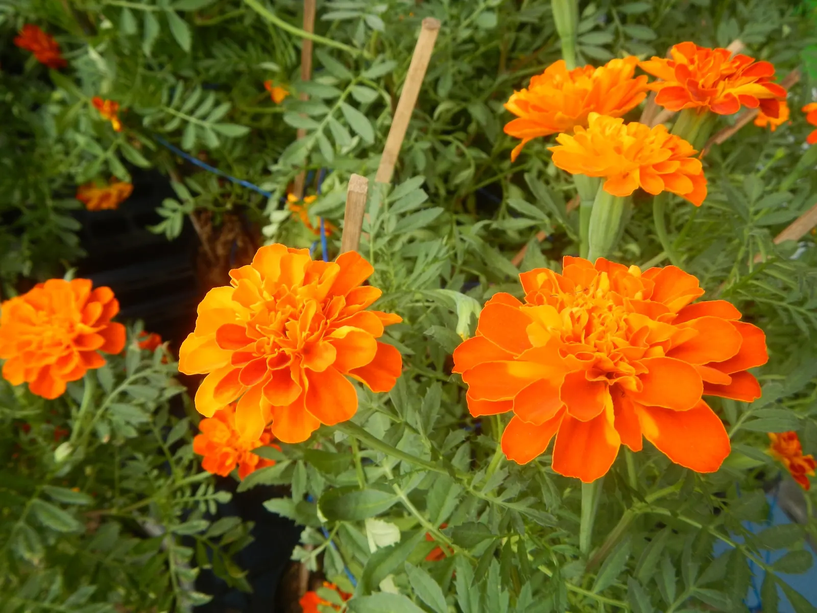 French Marigold (Tagetes Patula) — this compact plant boasts lush