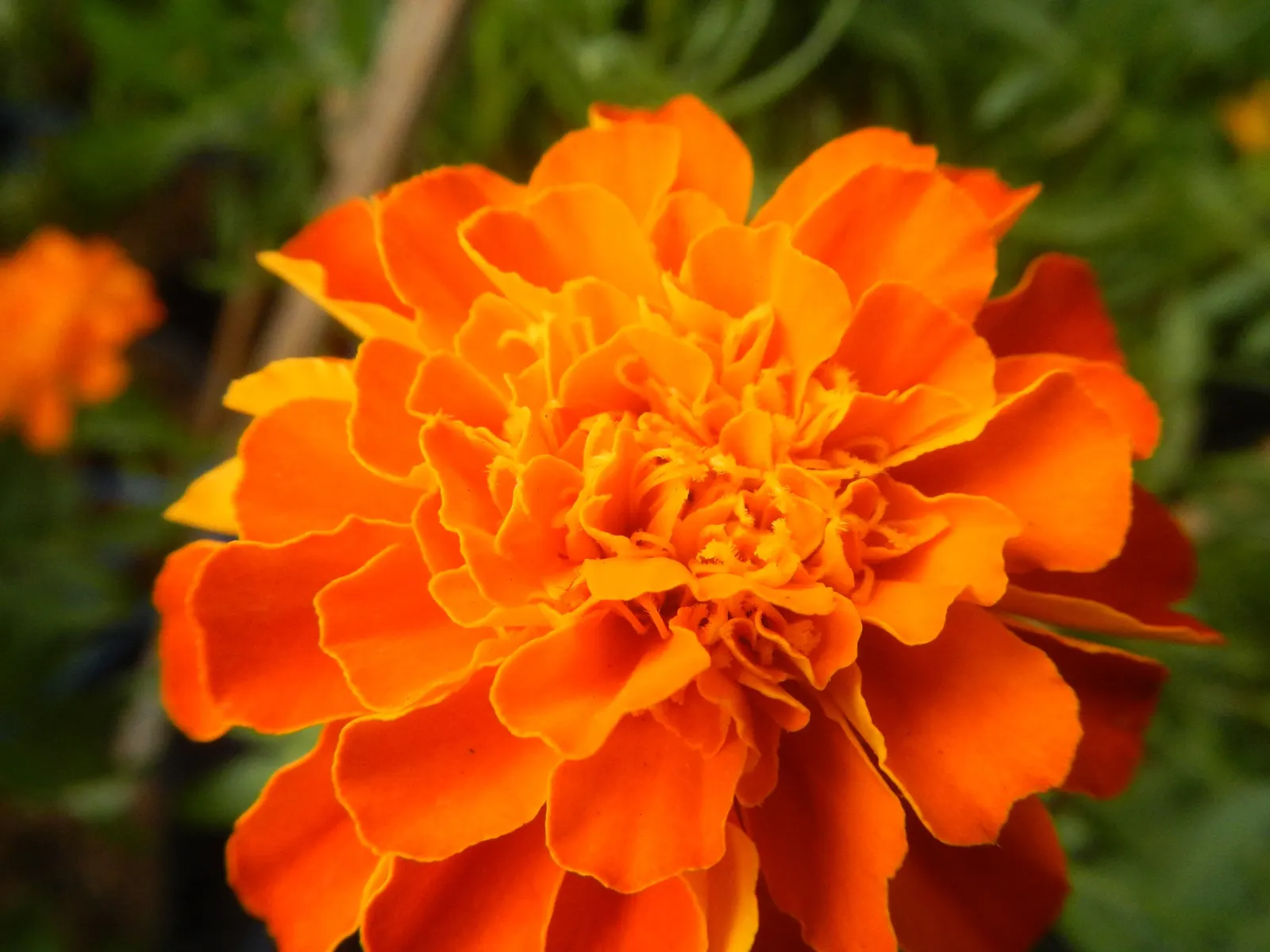 French Marigold (Tagetes Patula) — making them a low-maintenance option for a variety of landscape settings.<br><br>When instructing clients