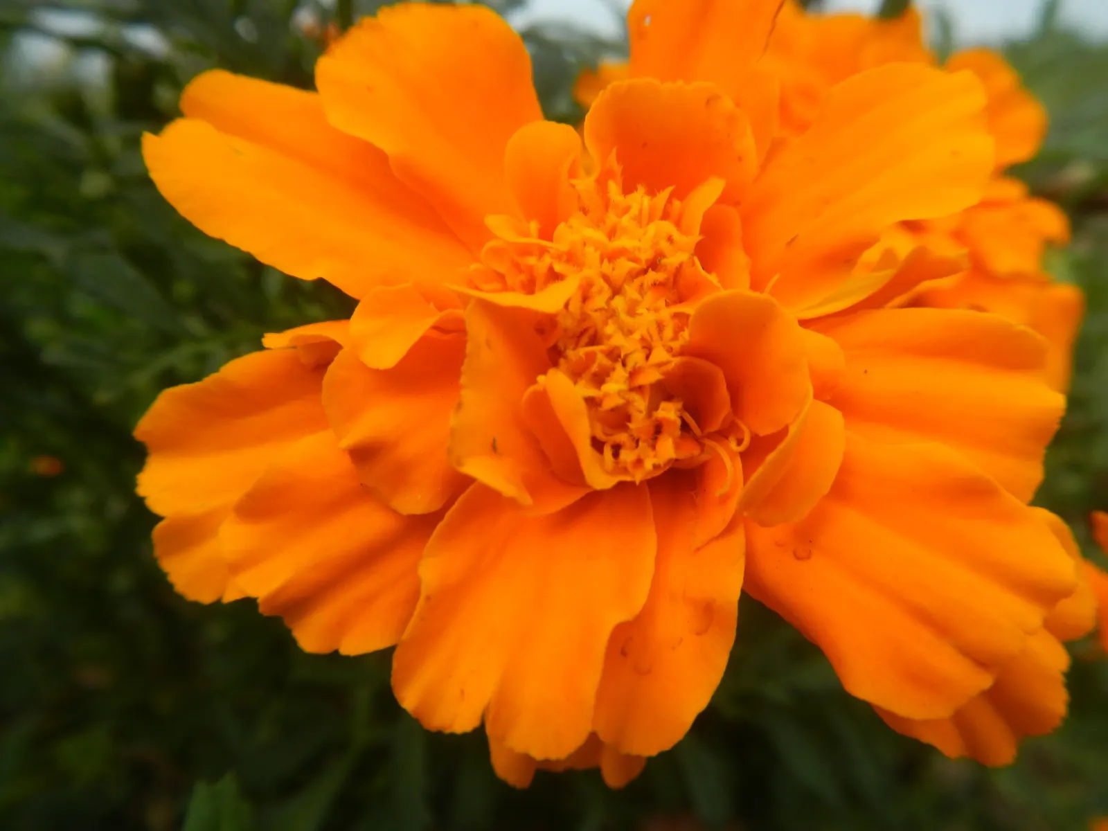 French Marigold (Tagetes Patula) — French Marigold (Tagetes patula) is a vibrant annual prized for its profuse flowering and easy care