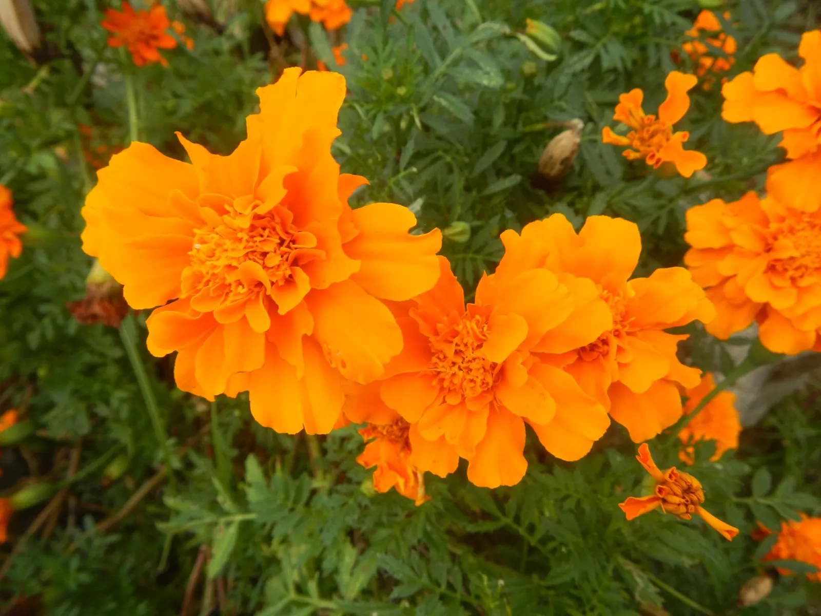 French Marigold (Tagetes Patula) — annual with orange blooms; french Marigolds are known for their ability to deter certain pests and nematodes in the soil