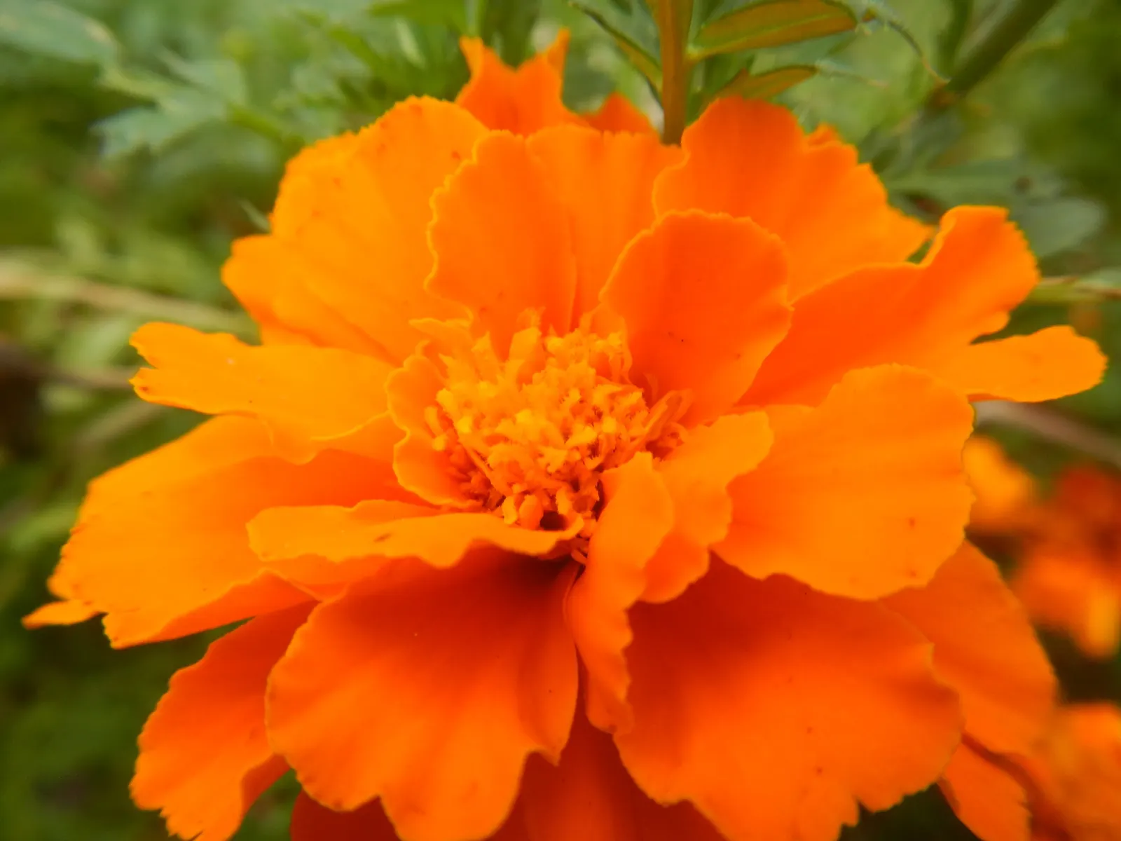 French Marigold (Tagetes Patula) — Typically growing 6-12 inches tall with a spread up to 8 inches; french Marigolds bloom profusely from early, image 98