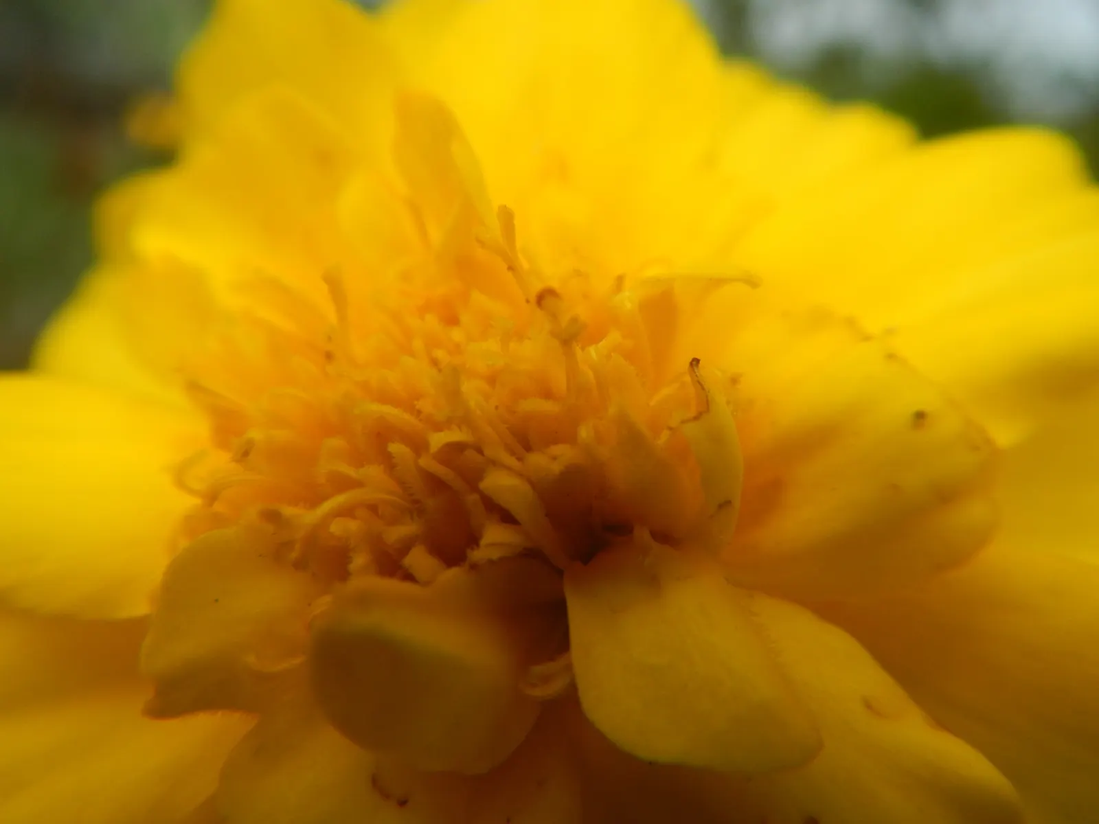 French Marigold (Tagetes Patula) — French Marigolds bloom profusely from early summer until the first frost