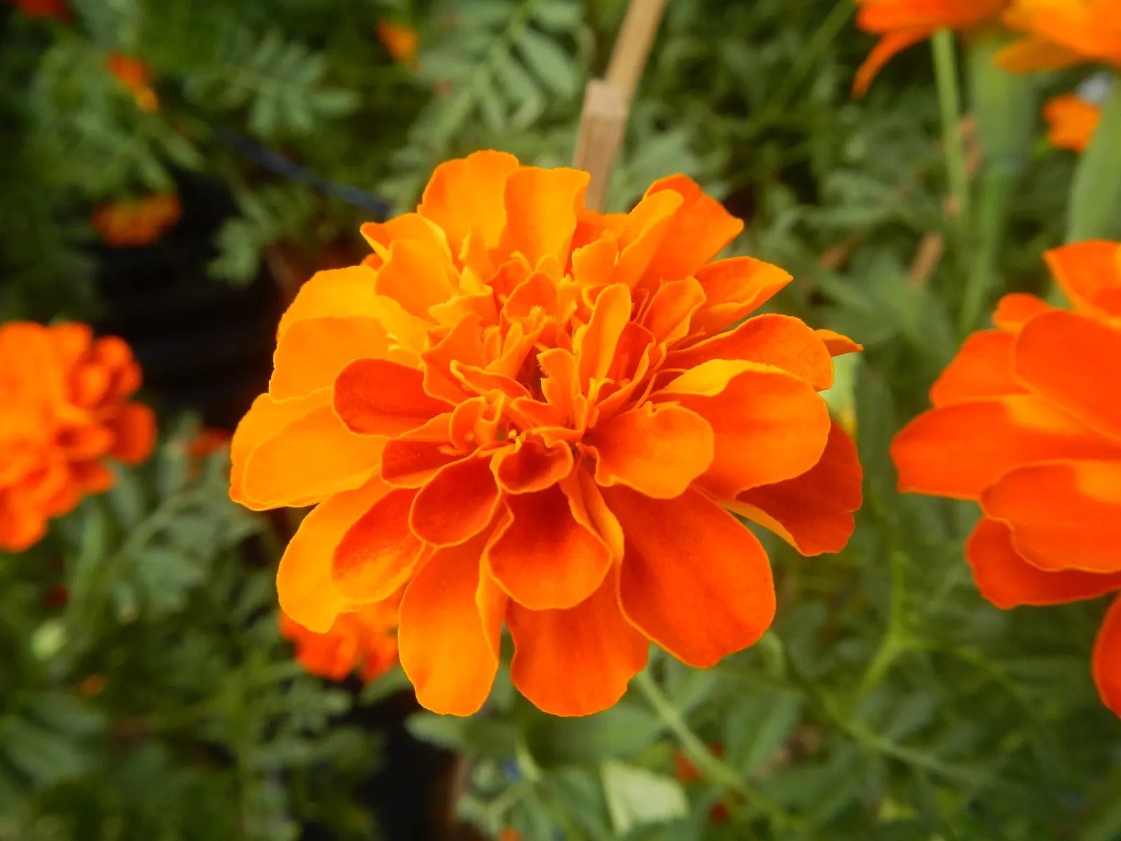 French Marigold (Tagetes Patula) — making them a low-maintenance option for a variety of landscape settings.<br><br>When instructing clients; often displaying