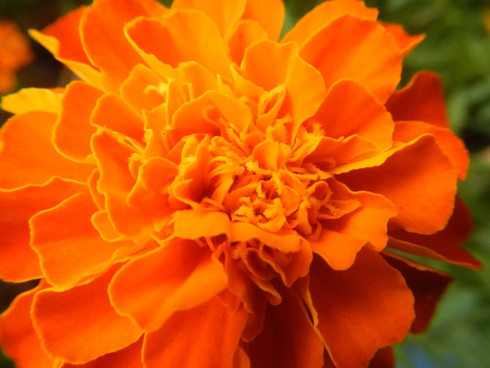 French Marigold (Tagetes Patula) — They require full sun to thrive and prefer well-drained soil