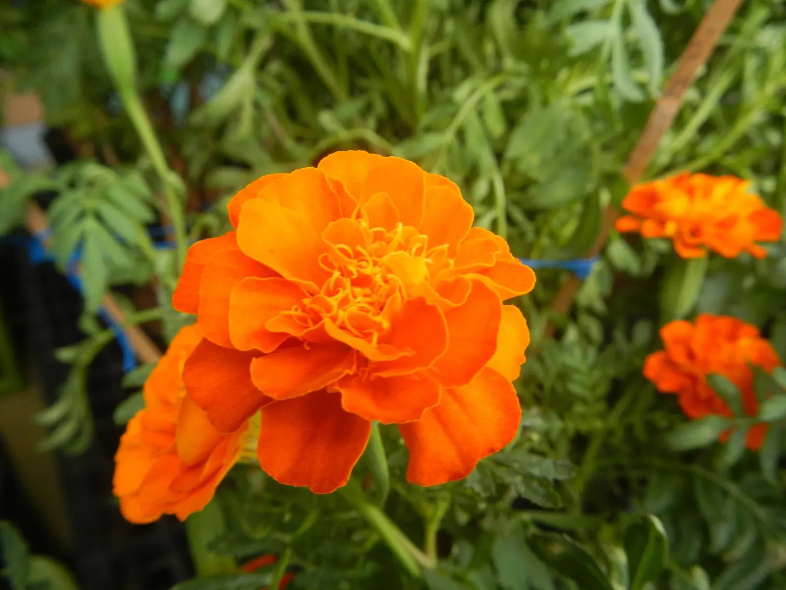 French Marigold (Tagetes Patula) — it features distinctive bi-colored petals in shades of yellow