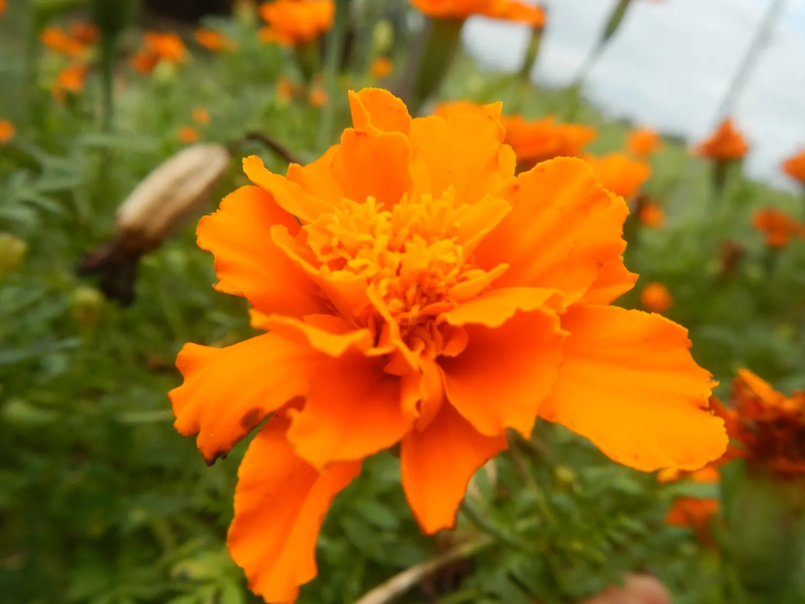 French Marigold (Tagetes Patula) — this compact plant boasts lush; ideal for borders and container displays, it also repels garden pests, benefiting nearby