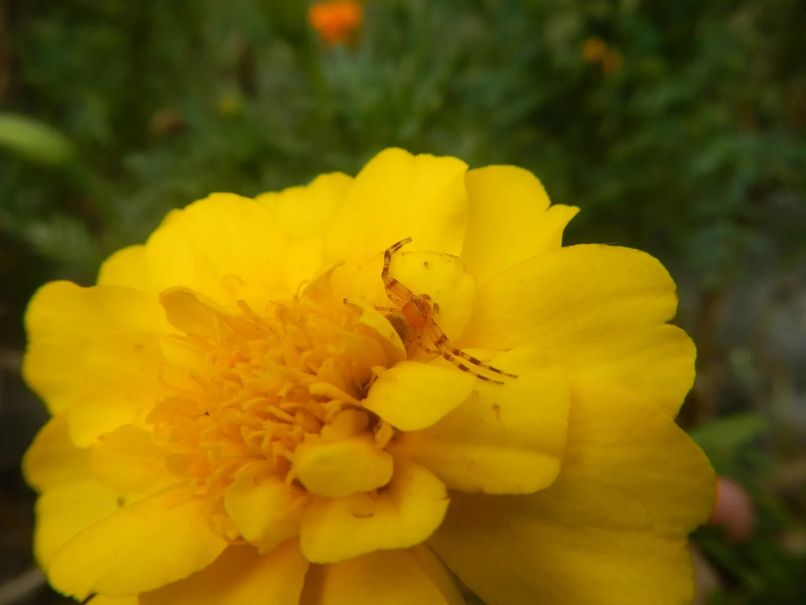 French Marigold (Tagetes Patula) — pinnate leaves measuring up to 3 inches long; adding a sustained pop of color to garden borders, image 81