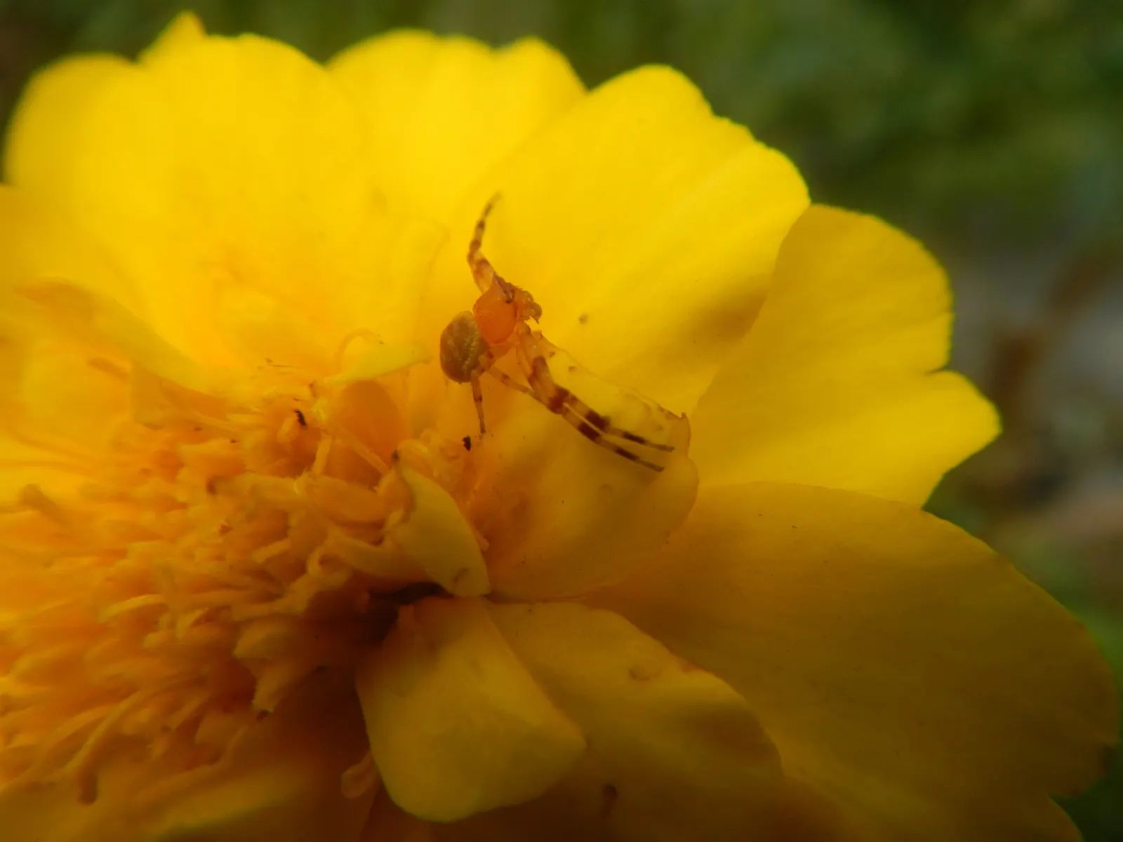 French Marigold (Tagetes Patula) — this compact plant boasts lush; ideal for borders and container displays, it also repels garden pests, image 104