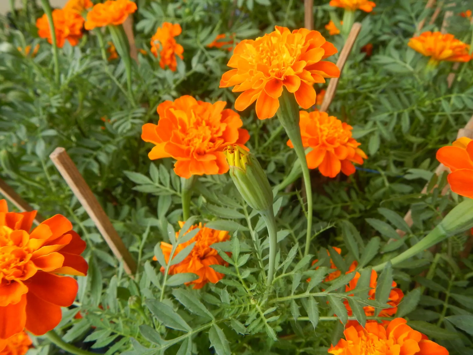 French Marigold (Tagetes Patula) — They require full sun to thrive and prefer well-drained soil; or as a vibrant edging plant, image 88
