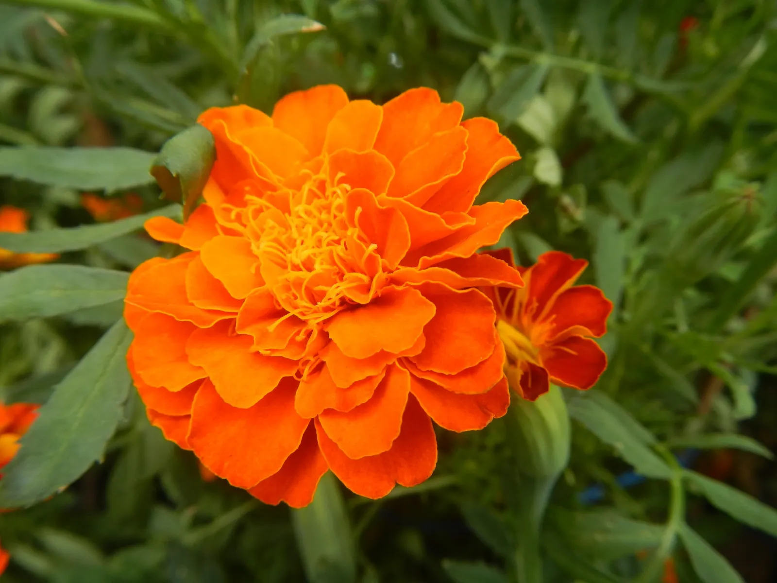 French Marigold (Tagetes Patula) — annual for full or half; ensuring their garden remains a riot of color from spring through fall