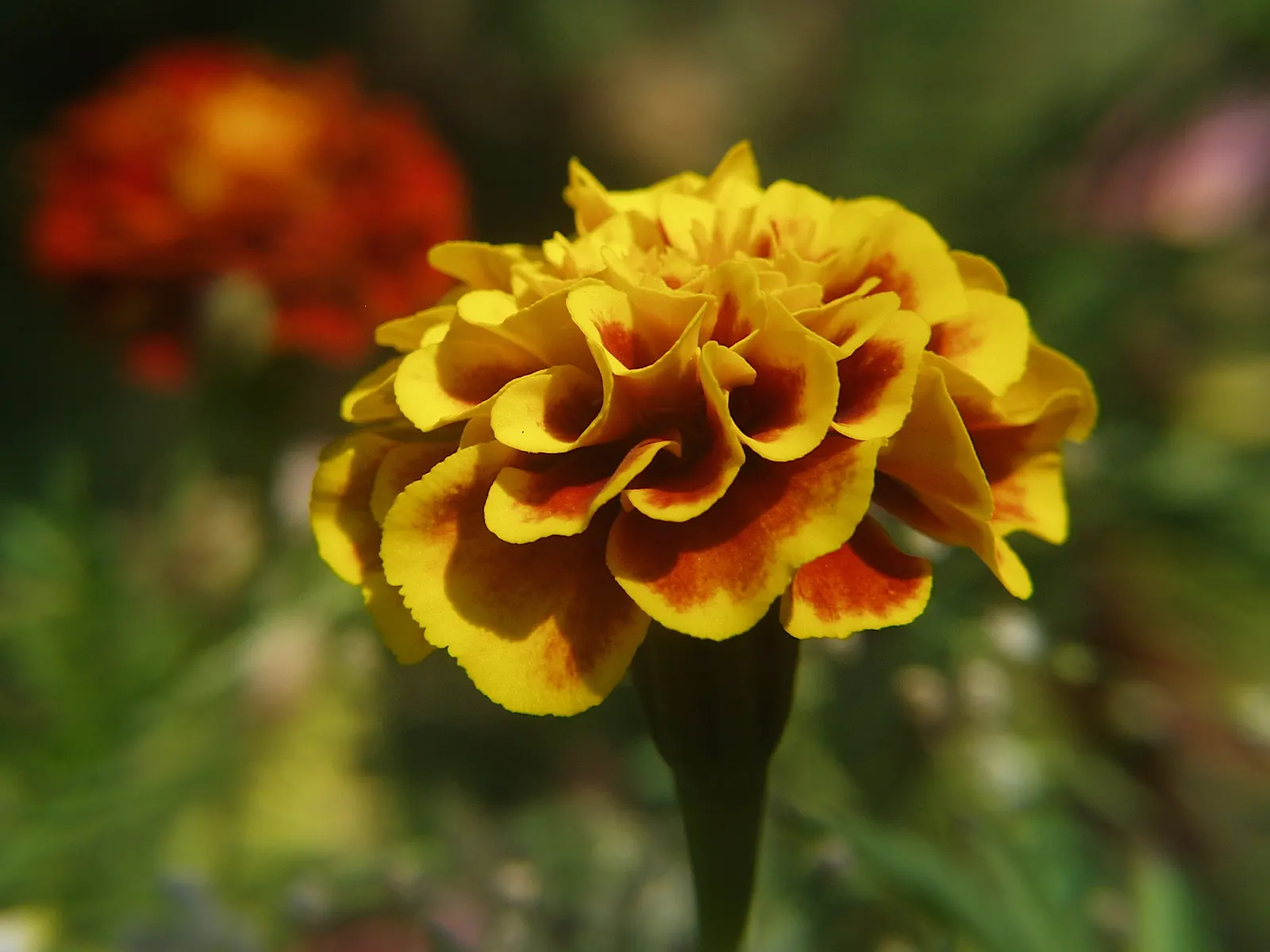 French Marigold (Tagetes Patula) — French Marigolds are known for their ability to deter certain pests and nematodes in the soil; annual with, image 62