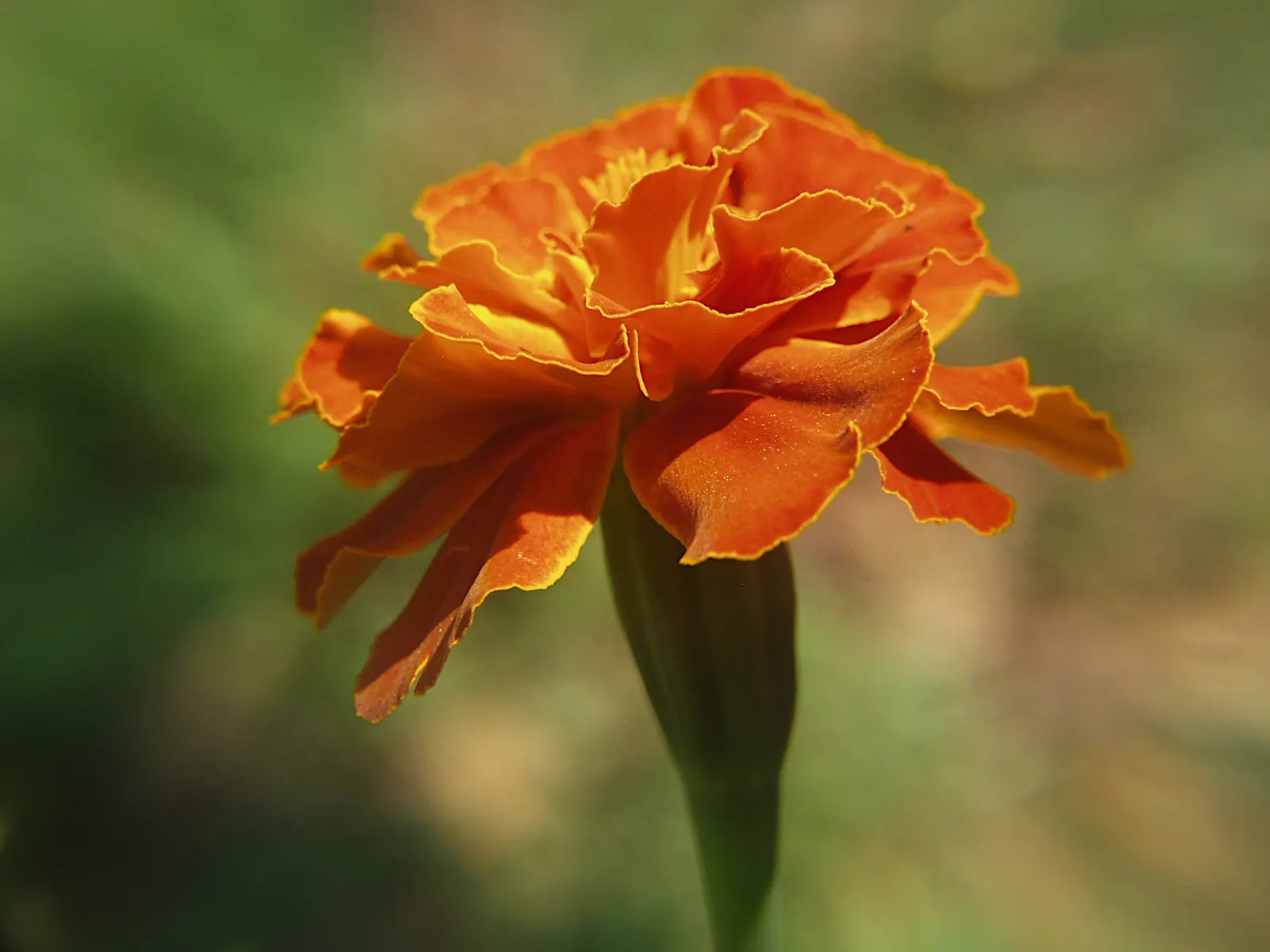 French Marigold (Tagetes Patula) — Typically growing 6-12 inches tall with a spread up to 8 inches; french Marigolds bloom profusely from early, image 74