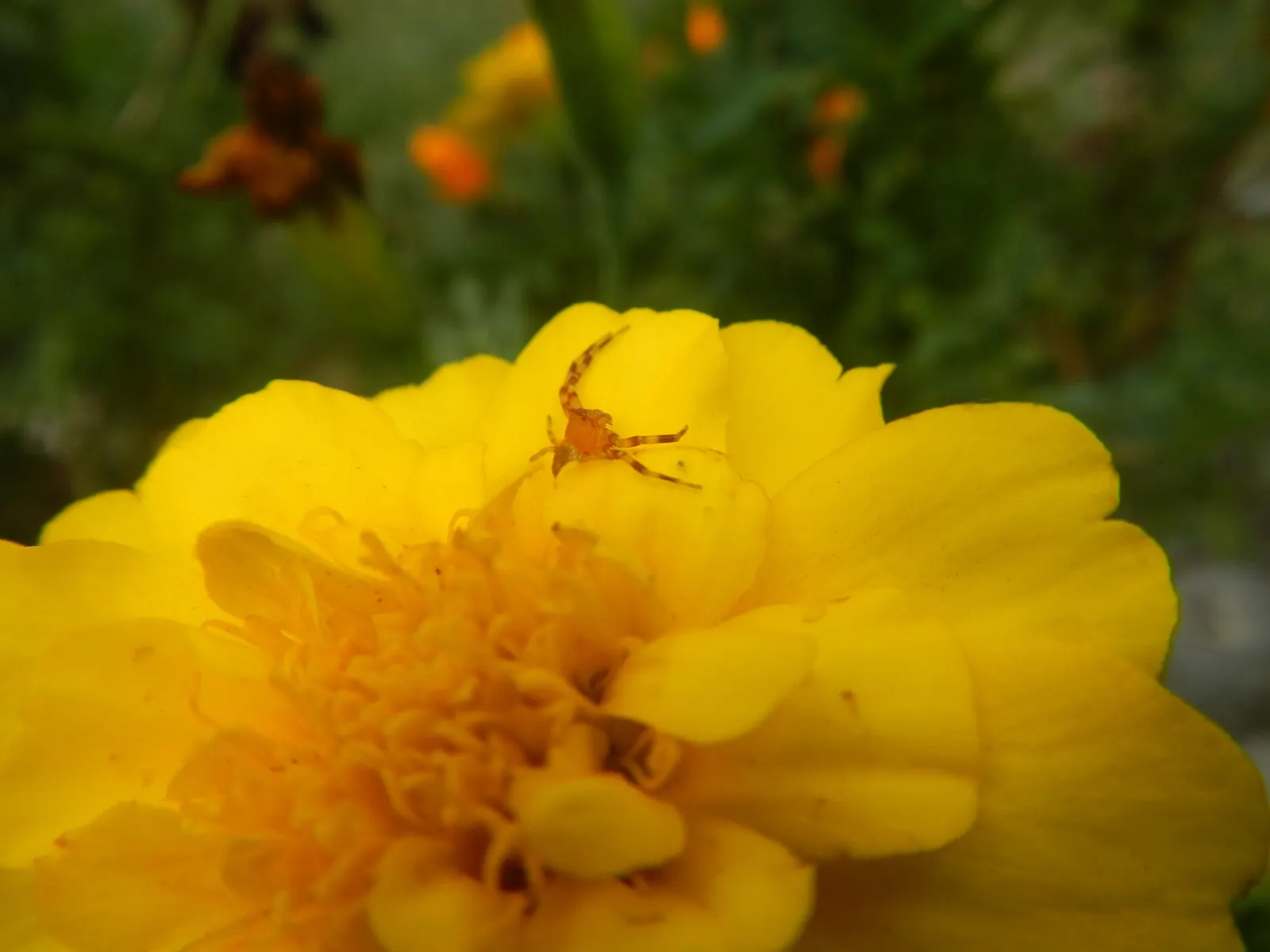 French Marigold (Tagetes Patula) — annual for full or half; ensuring their garden remains a riot of color from spring through fall, image 96