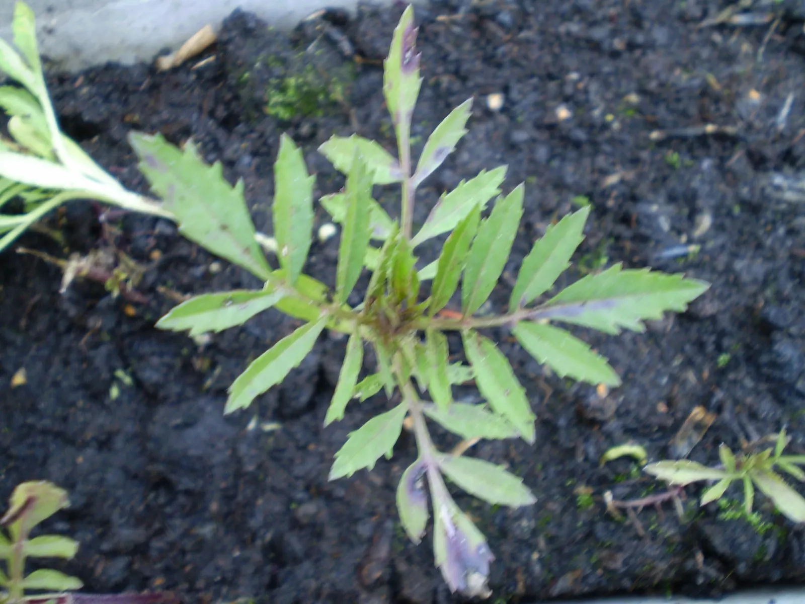 French Marigold (Tagetes Patula) — orange flowers in the garden; growing to a height of 6 to 18 inches with an approximately equal spread, image 70