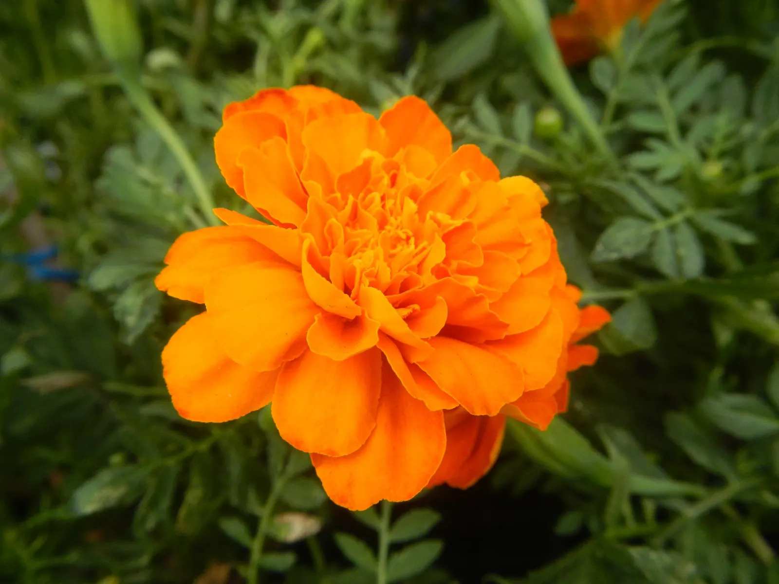 French Marigold (Tagetes Patula) — adding a sustained pop of color to garden borders; pinnate leaves measuring up to 3 inches long