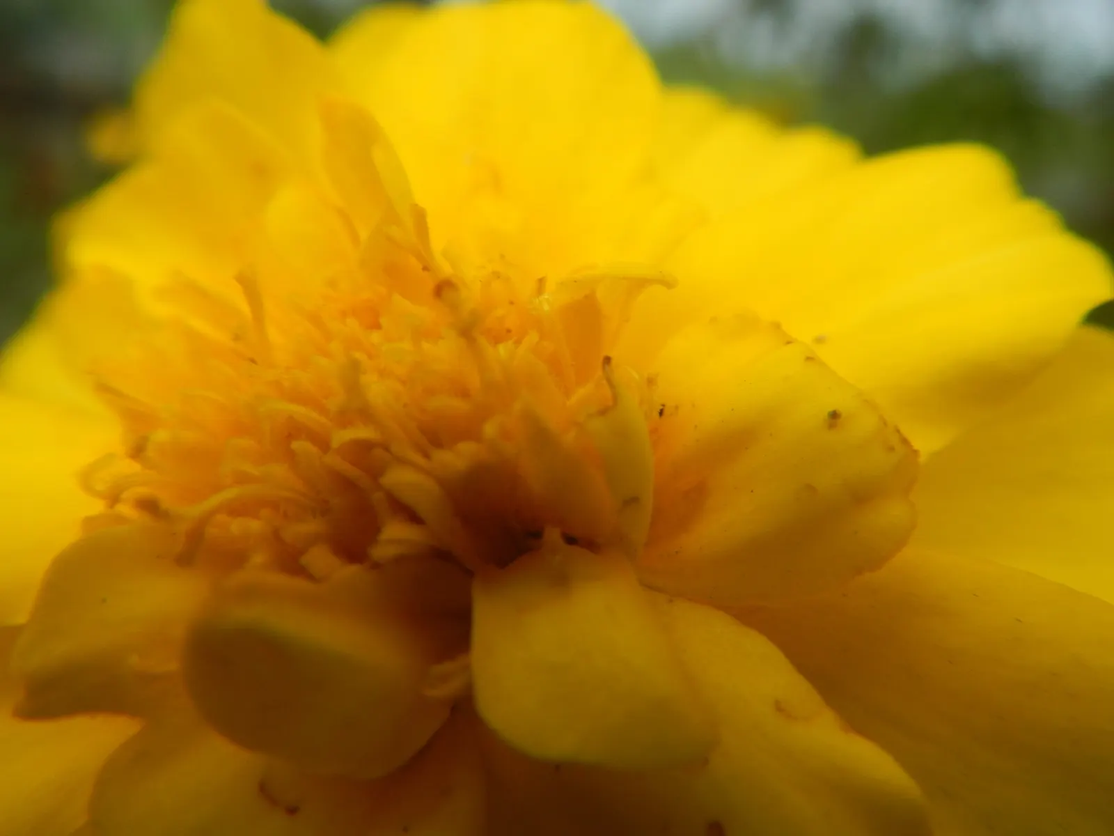 French Marigold (Tagetes Patula) — French Marigolds are known for their ability to deter certain pests and nematodes in the soil