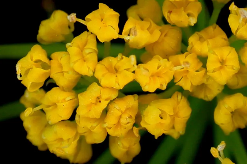 Golden Alexanders (Zizia Aurea) — herb / perennial for full or half; making it an exemplary choice for sustainable landscapes, image 75