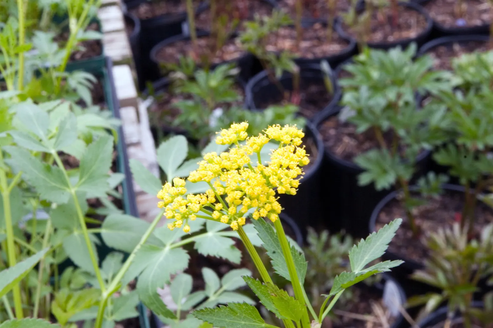 Golden Alexanders (Zizia Aurea) — Boasting bright yellow flowers; the Golden Alexanders bloom profusely from late spring to early summer, image 59