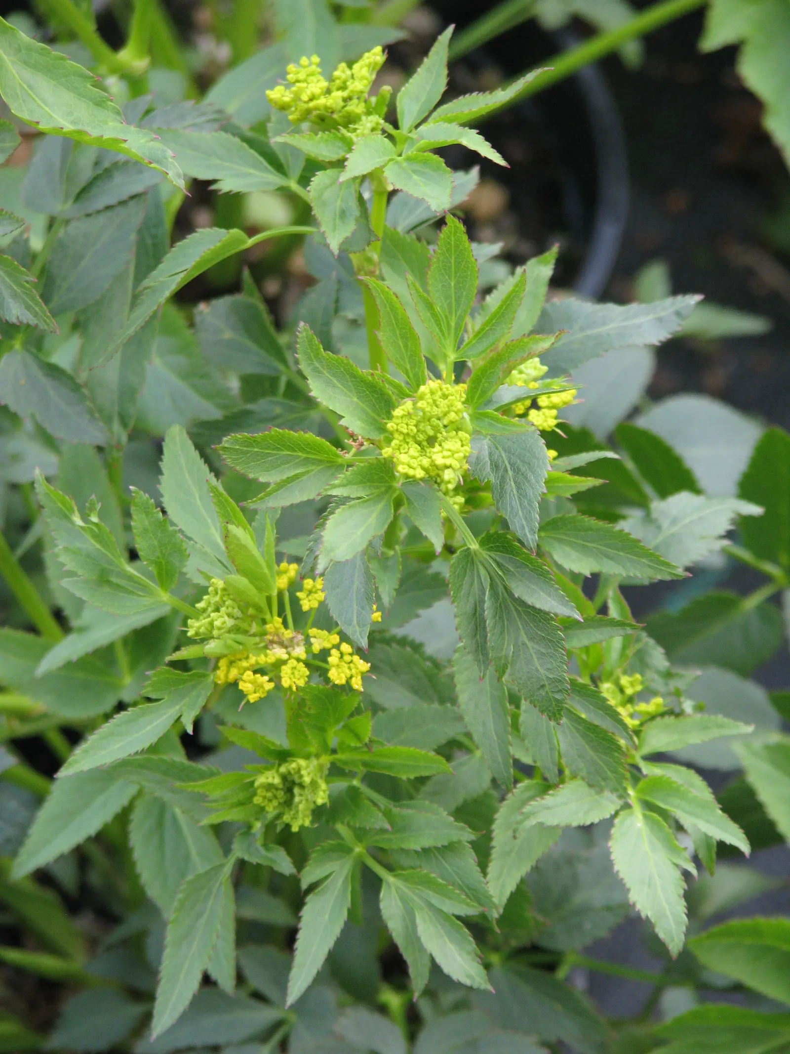 Golden Alexanders (Zizia Aurea) — it is resistant to deer and other herbivores; boasting bright yellow flowers, image 66