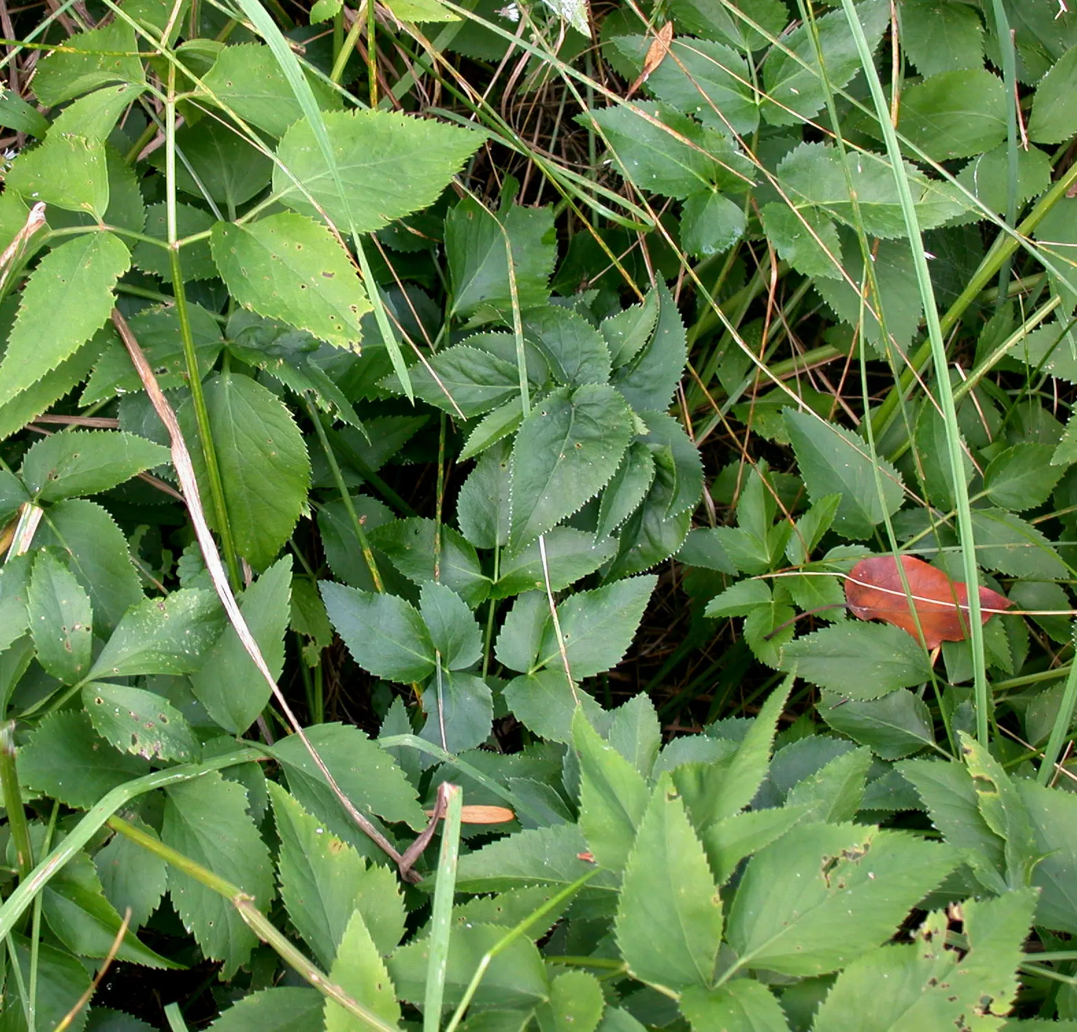 Golden Alexanders (Zizia Aurea) — Zizia aurea is a perennial plant with a compact yet robust presence
