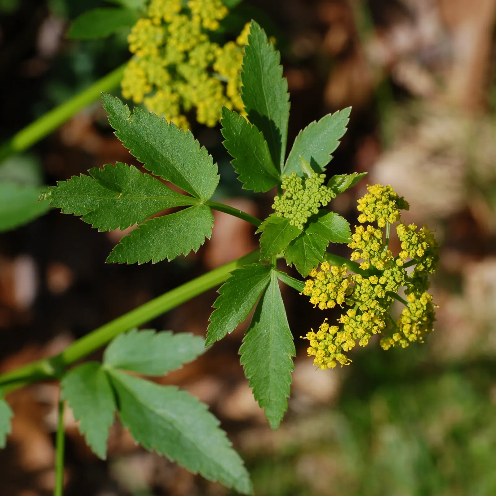 Golden Alexanders (Zizia Aurea) — Boasting bright yellow flowers