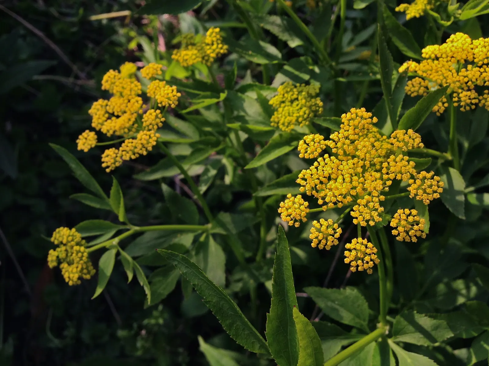 Golden Alexanders (Zizia Aurea) — as it provides an essential nectar source for a variety of insects