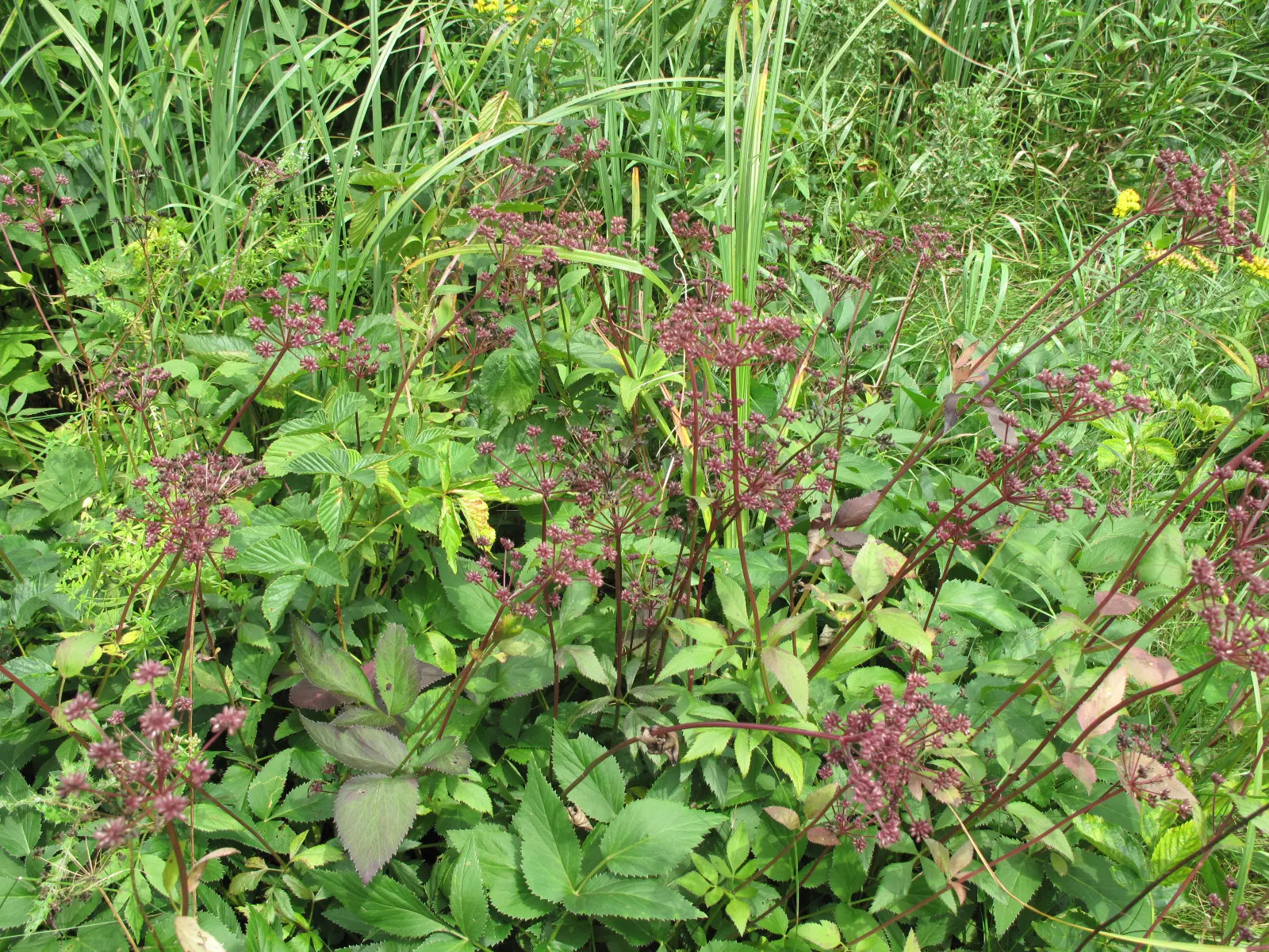 Golden Alexanders (Zizia Aurea) — Mature Golden Alexanders stand between 1.5 to 3 feet tall