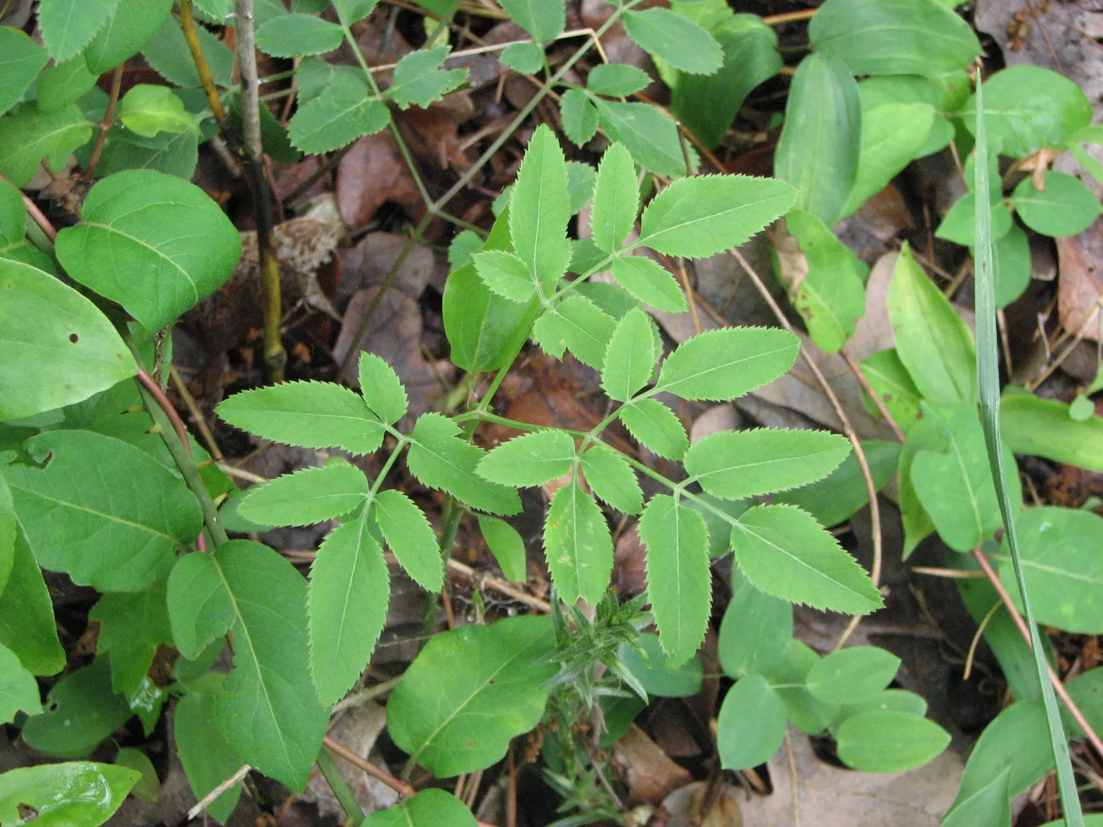 Golden Alexanders (Zizia Aurea) — Zizia aurea is a perennial plant with a compact yet robust presence; making them a versatile mid-height addition, image 70