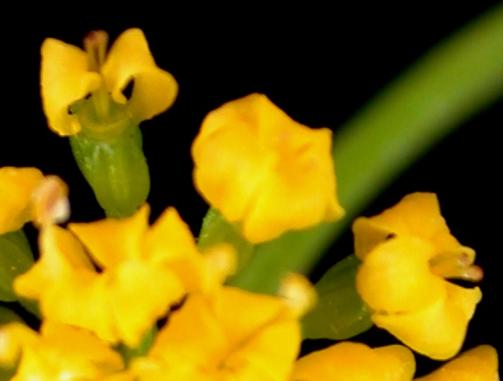 Golden Alexanders (Zizia Aurea) — as it provides an essential nectar source for a variety of insects; zizia aurea is a perennial plant with a, image 64