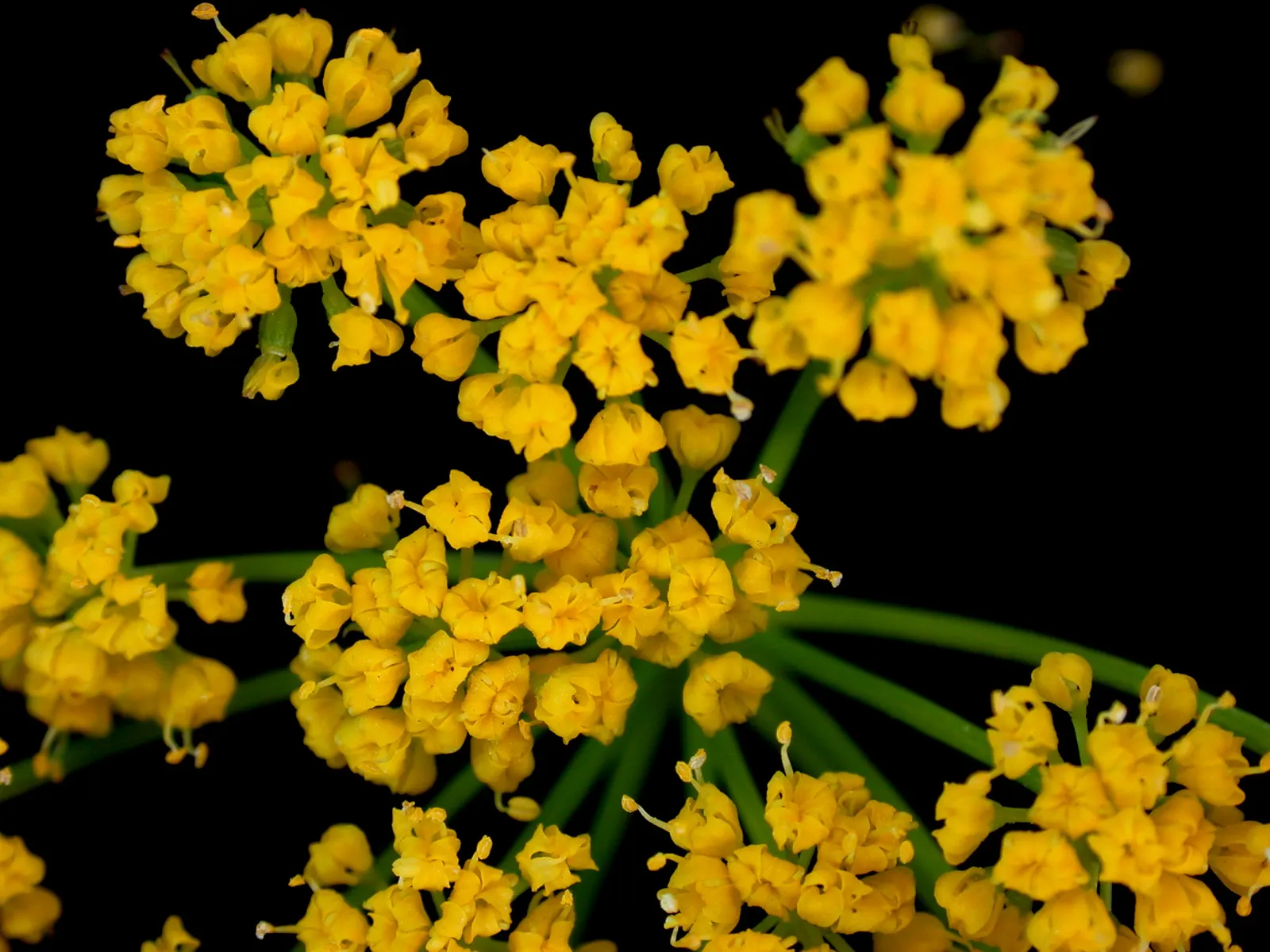 Golden Alexanders (Zizia Aurea) — scientifically known as Zizia aurea; belongs to the Apiaceae family, image 55