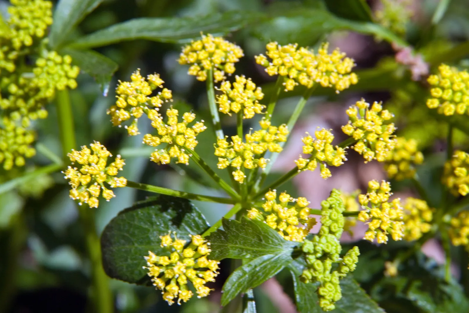 Golden Alexanders (Zizia Aurea) — or in a meadow-like setting