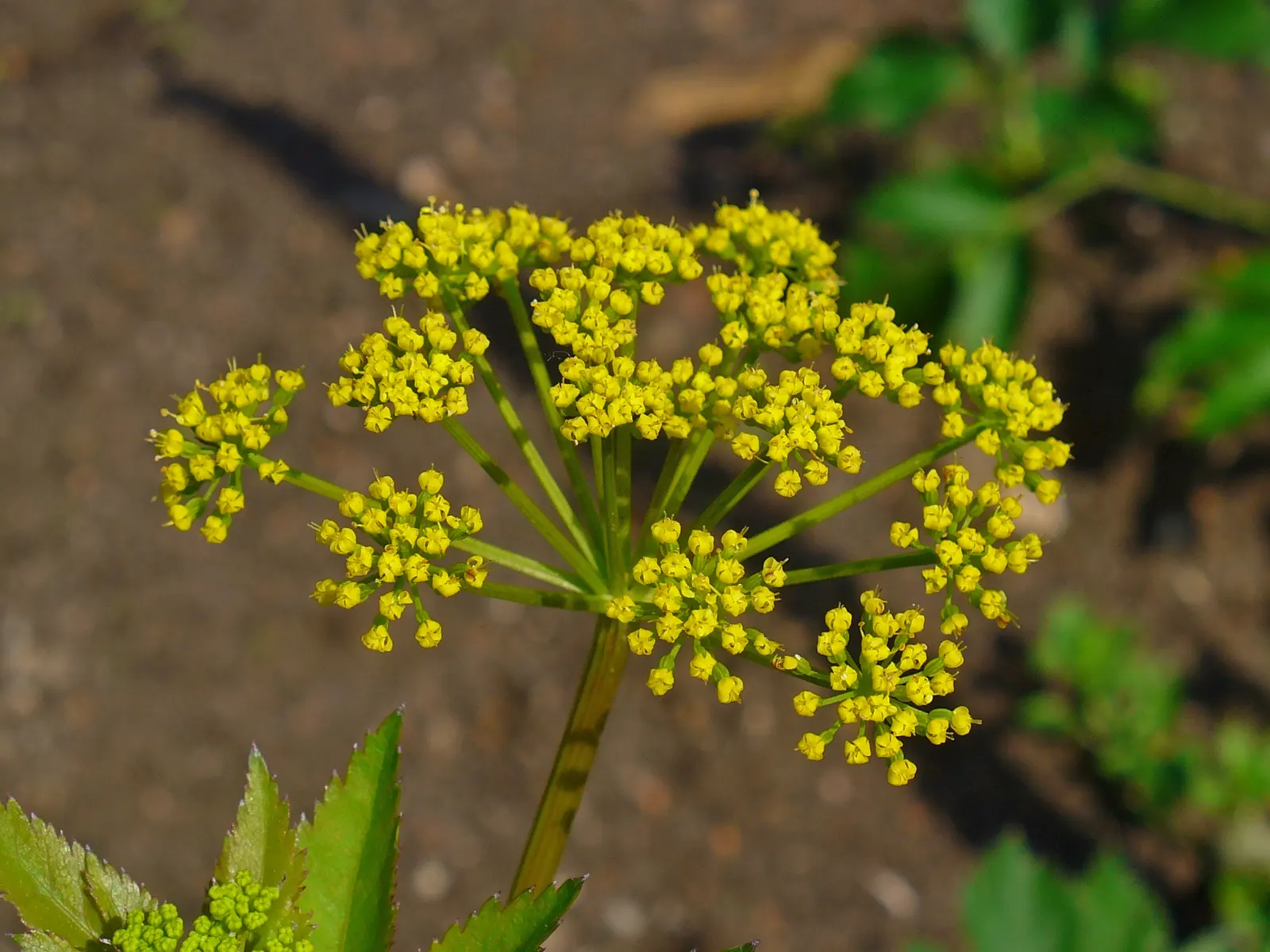 Golden Alexanders (Zizia Aurea) — including butterflies and bees; vibrant yellow flowers from May to June, image 65
