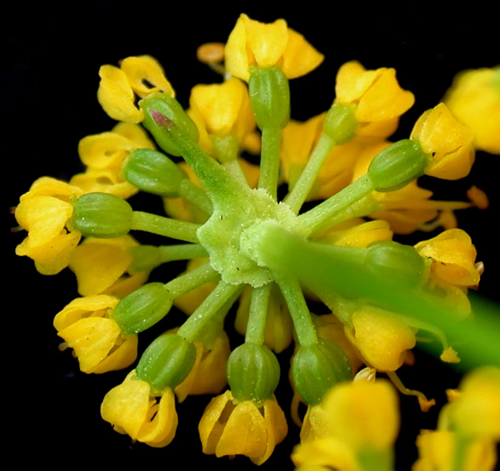 Golden Alexanders (Zizia Aurea) — making them a versatile mid-height addition to borders and wildflower gardens