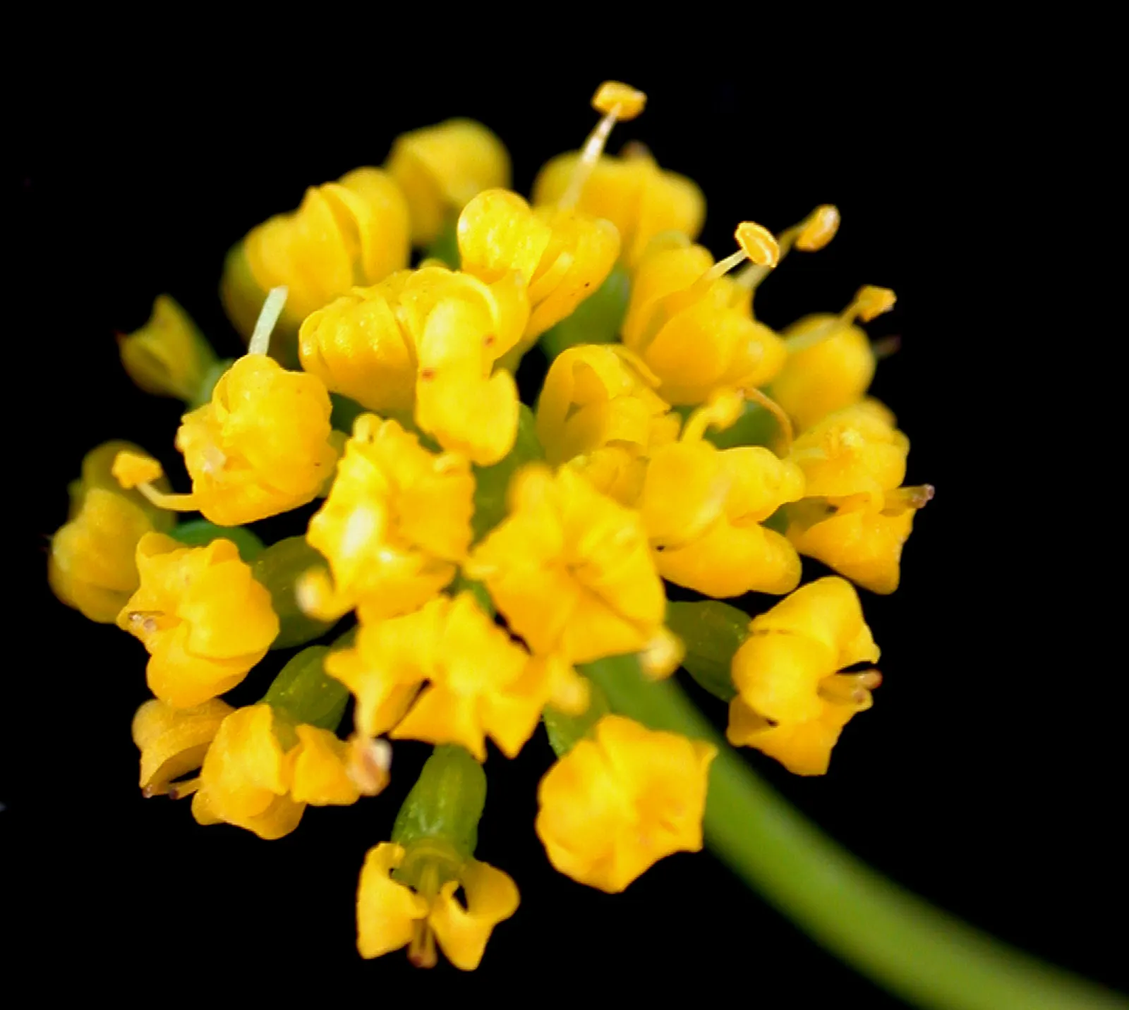 Golden Alexanders (Zizia Aurea) — belongs to the Apiaceae family; it offers a stunning display of foliage and flowers while supporting local, image 57