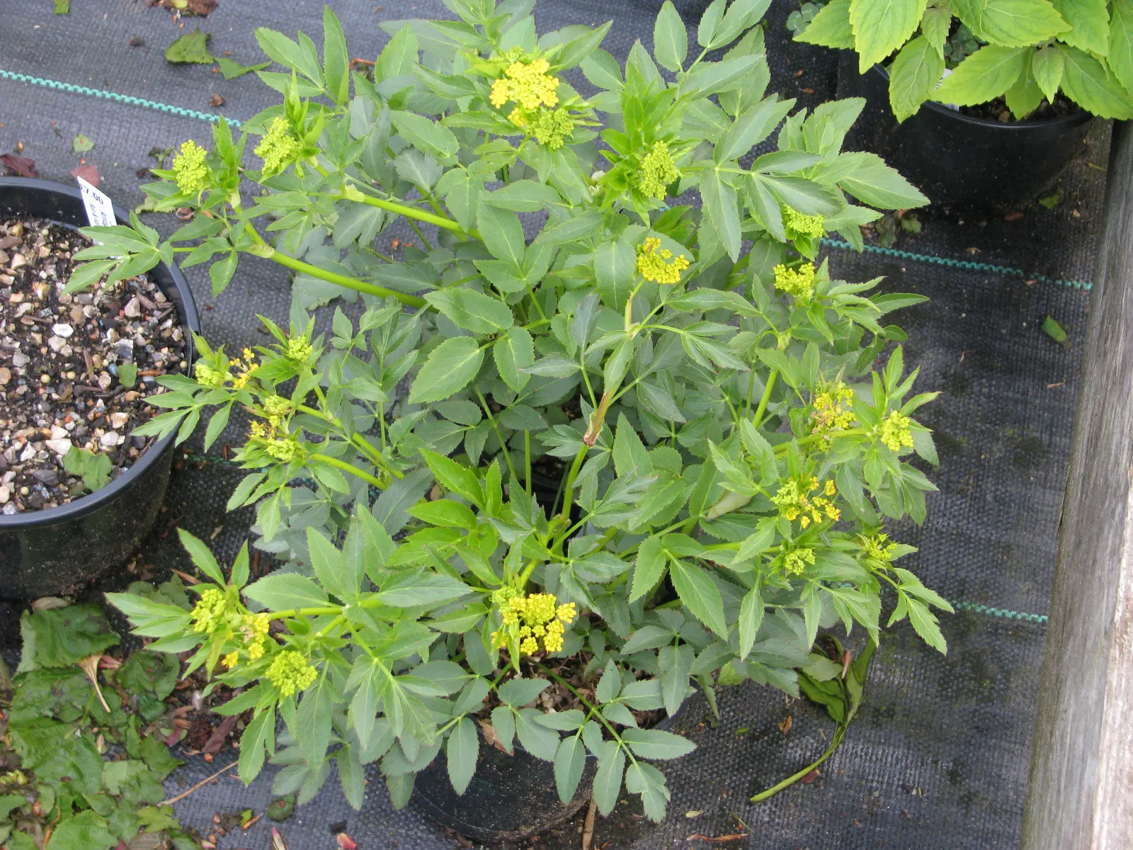 Golden Alexanders (Zizia Aurea) — herb / perennial with gold blooms; including butterflies and bees, image 74