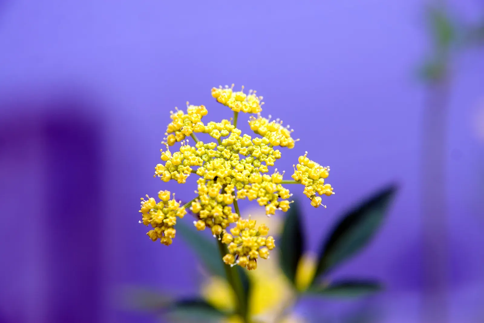 Golden Alexanders (Zizia Aurea) — Golden Alexanders (Zizia aurea) is a native perennial showcasing umbels of tiny; this sun-loving plant provides essential