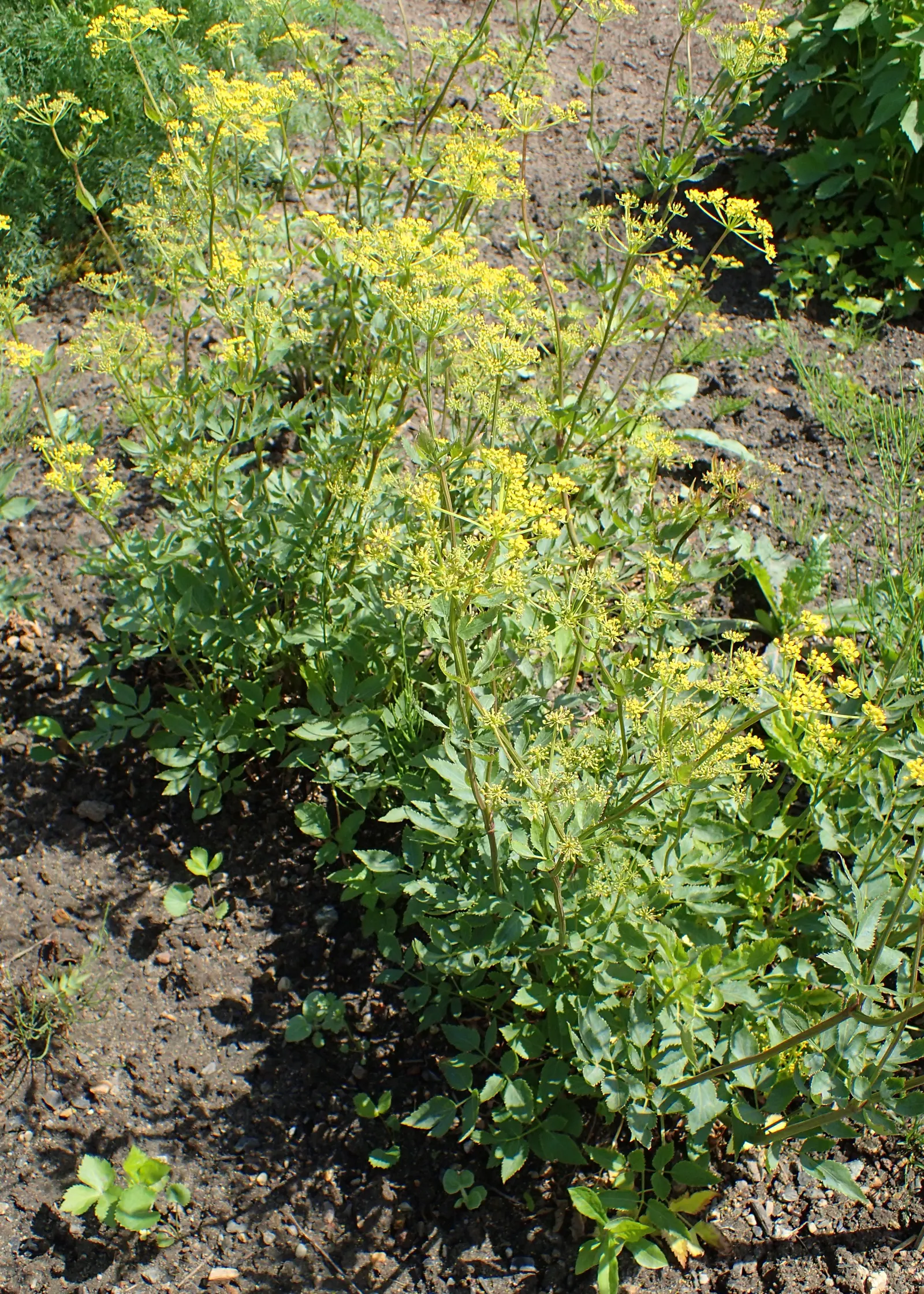 Golden Alexanders (Zizia Aurea) — including butterflies and bees
