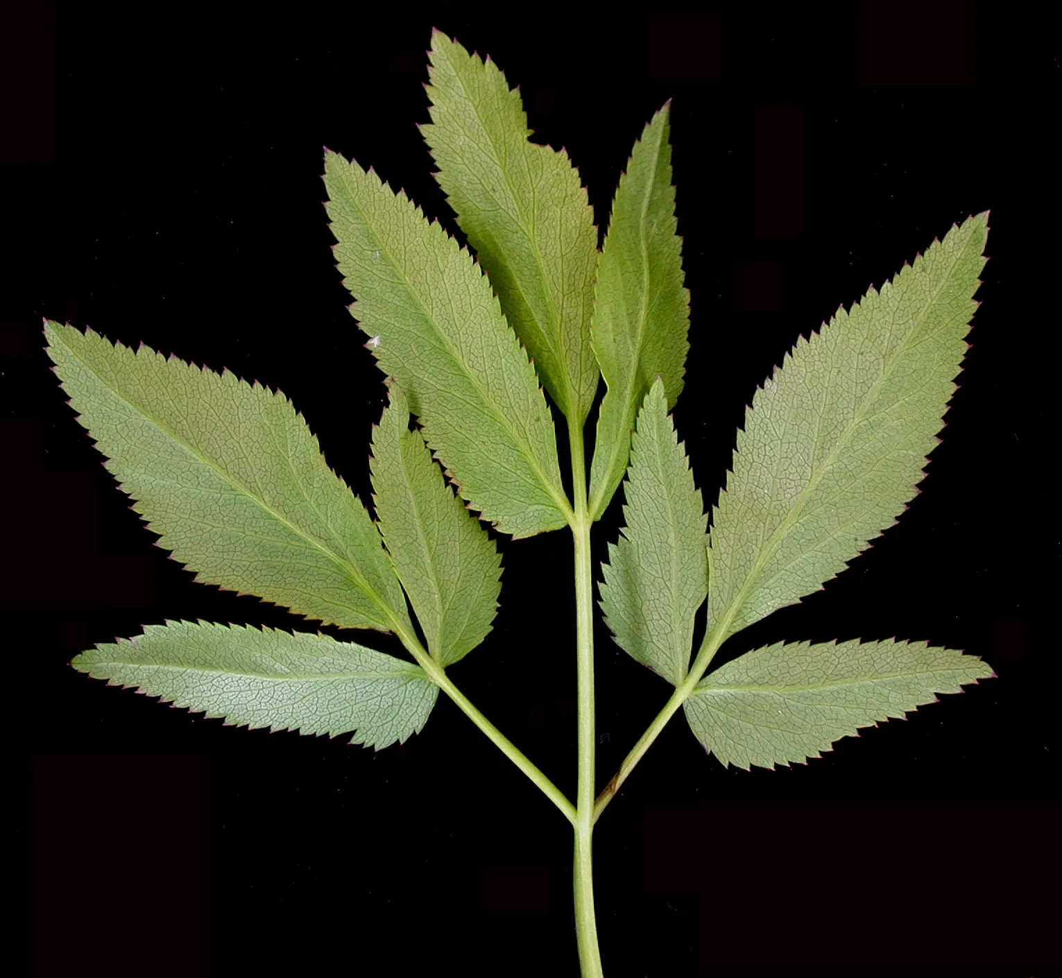 Golden Alexanders (Zizia Aurea) — Preferring moist, well-drained soil, it reaches 1 to 2.5 feet in height; or in a meadow-like setting